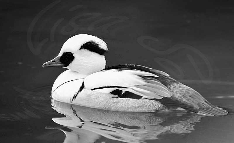 Smew