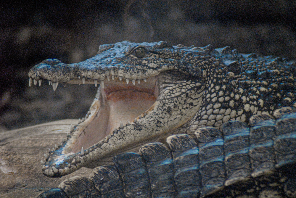 "Smile for the Camera!" - COTW 2022