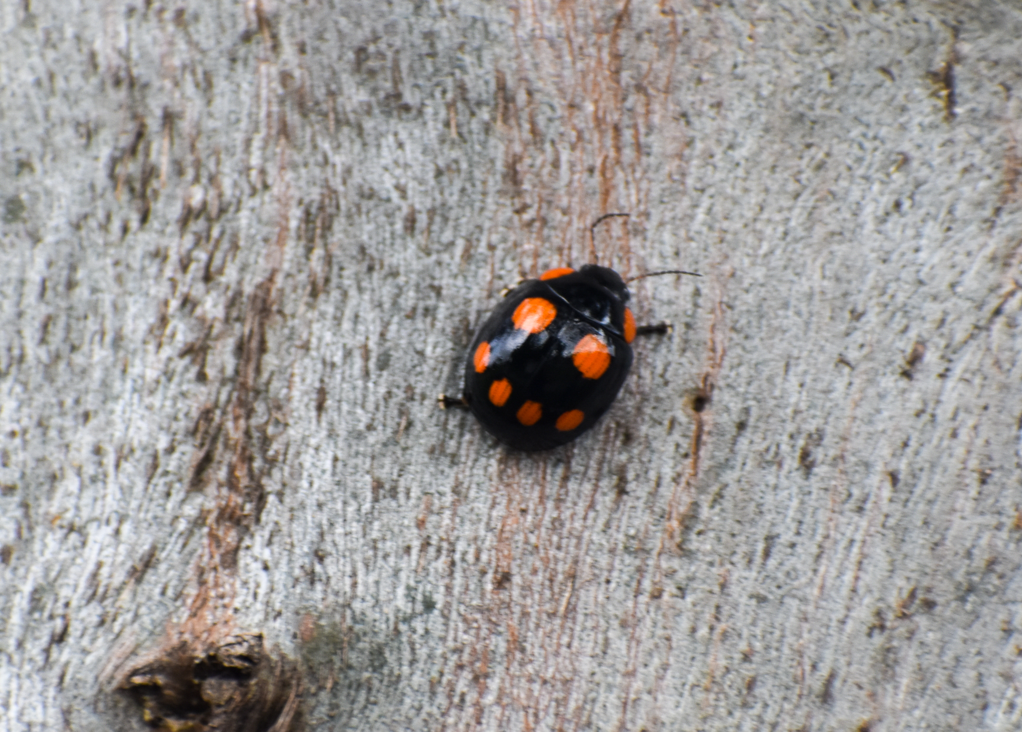 'Smiley Face Beetle' - Eight-spotted Leaf Beetle
