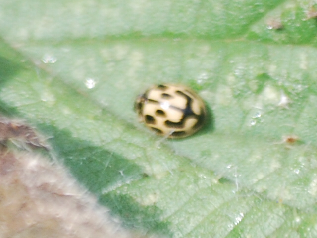 Smiley-faced ladybird