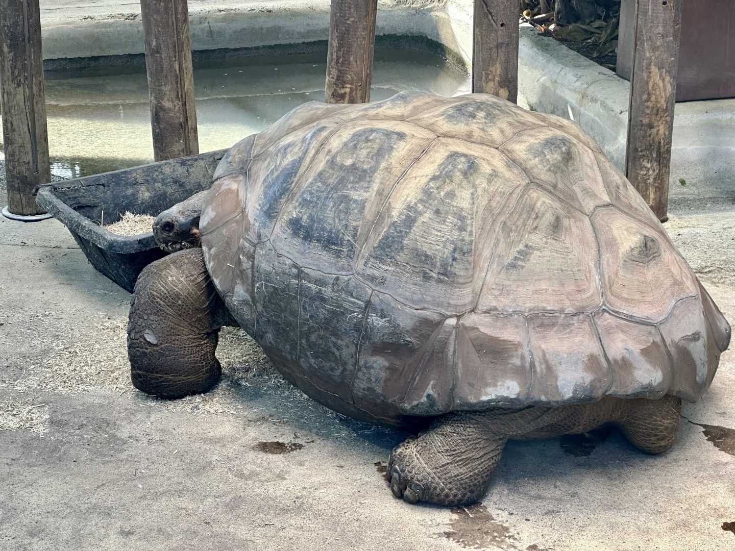 Smiley (Galapagos Giant Tortoise)