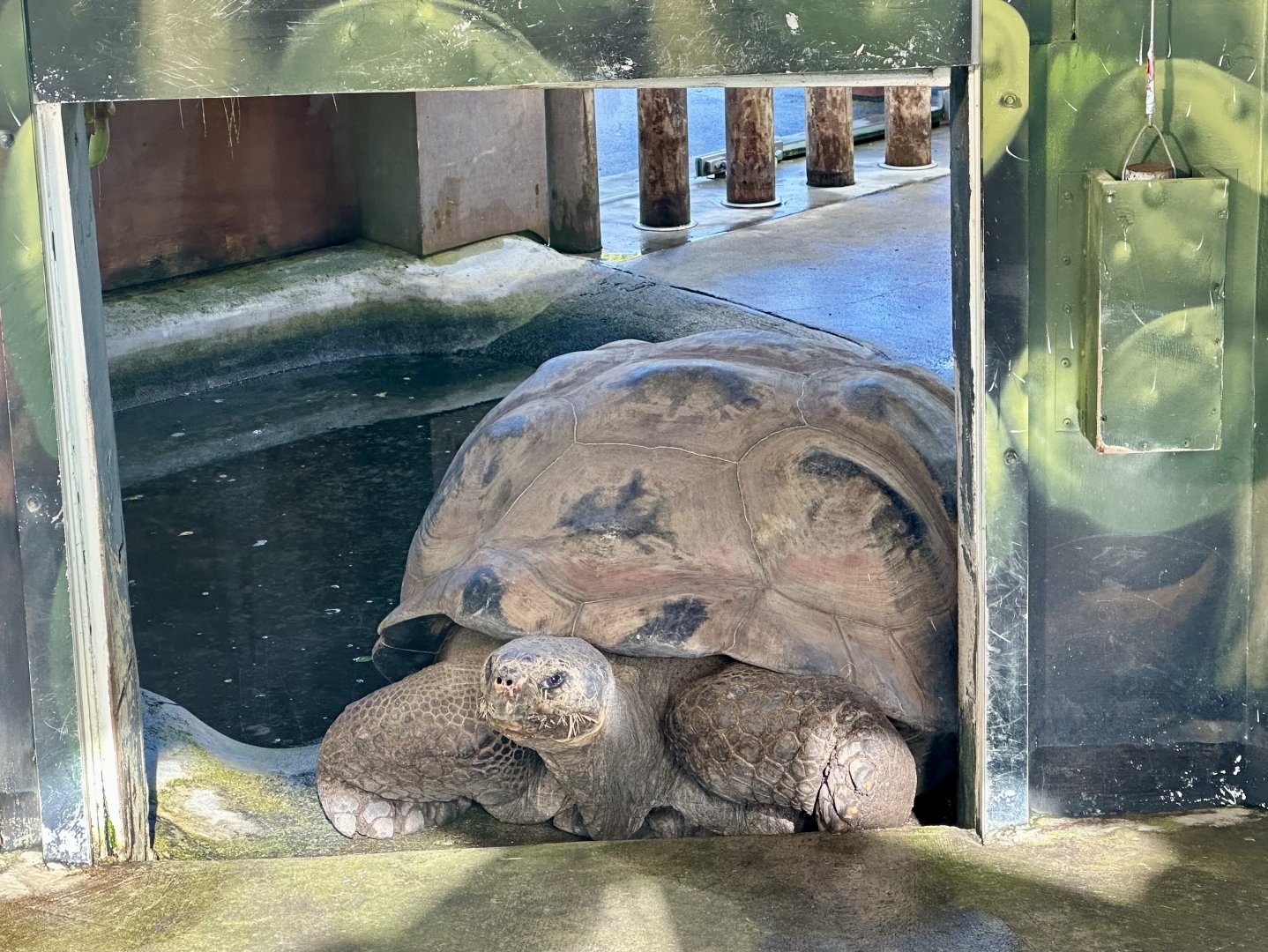 Smiley (Galapagos Giant Tortoise)