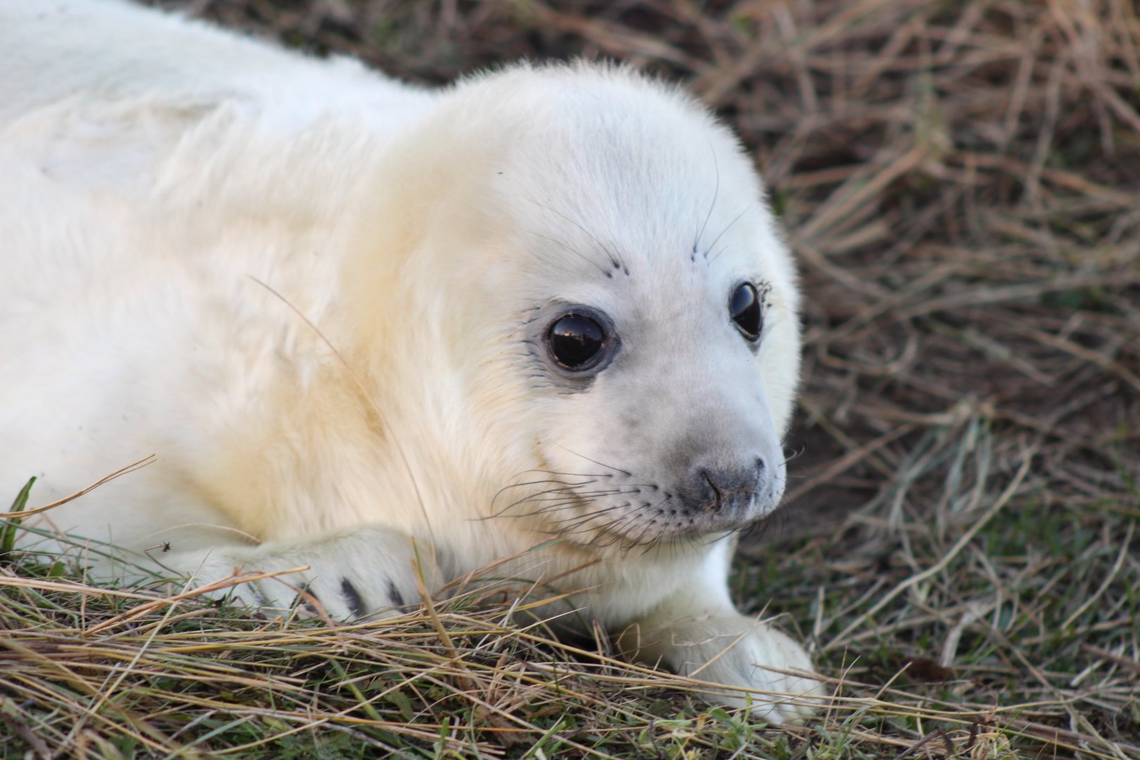 Smiling Baby Seal Pup