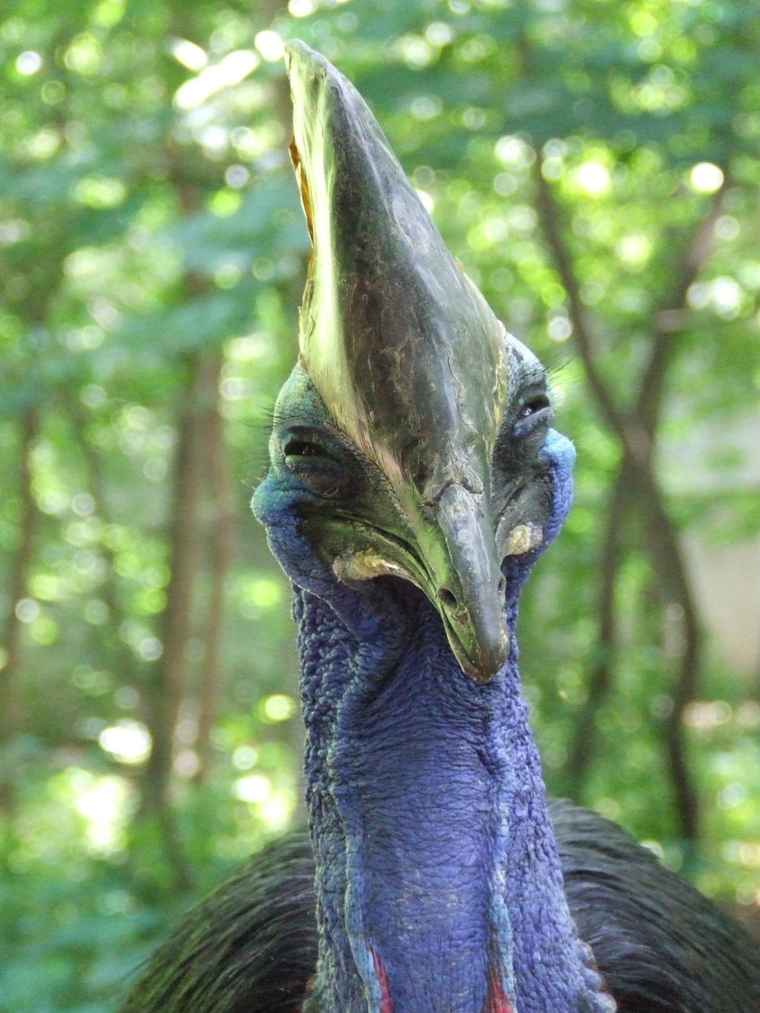 Smiling cassowary  @ Debrecen Zoo, Hungary