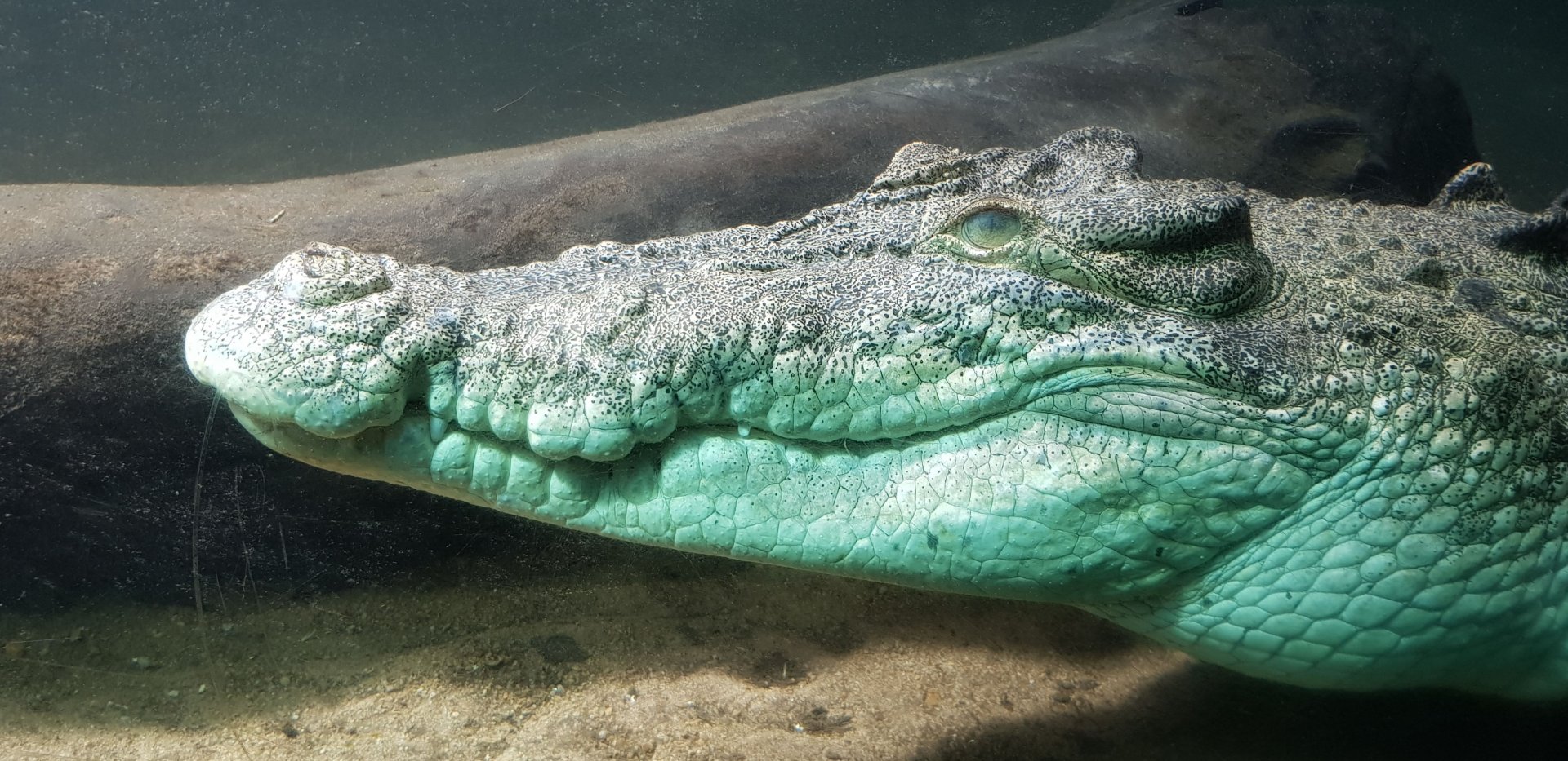 Smiling croc