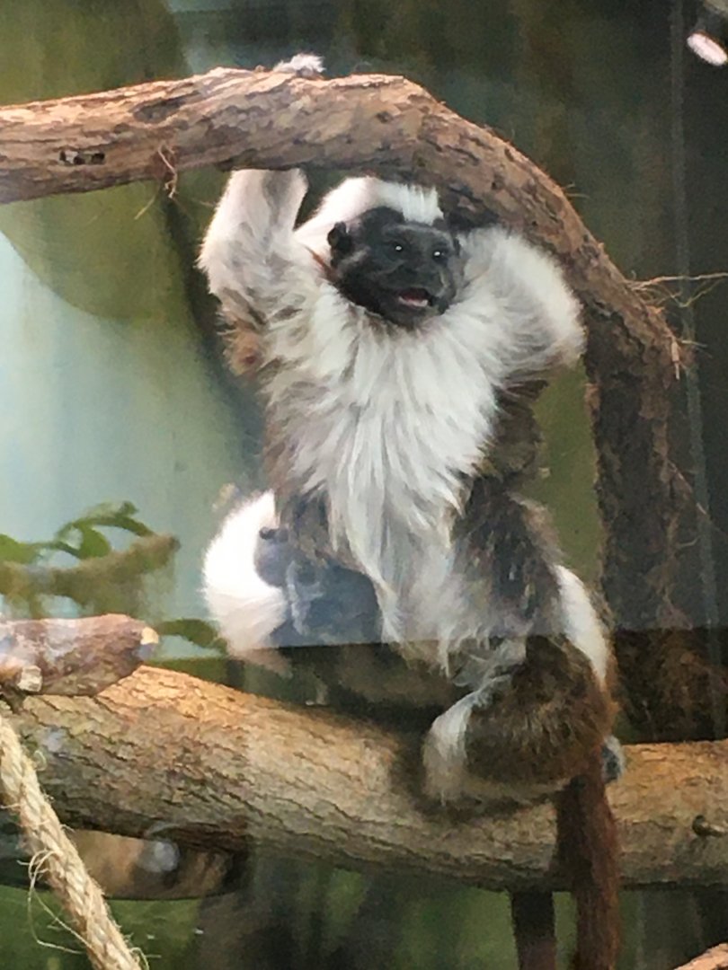 Smiling Tamarin