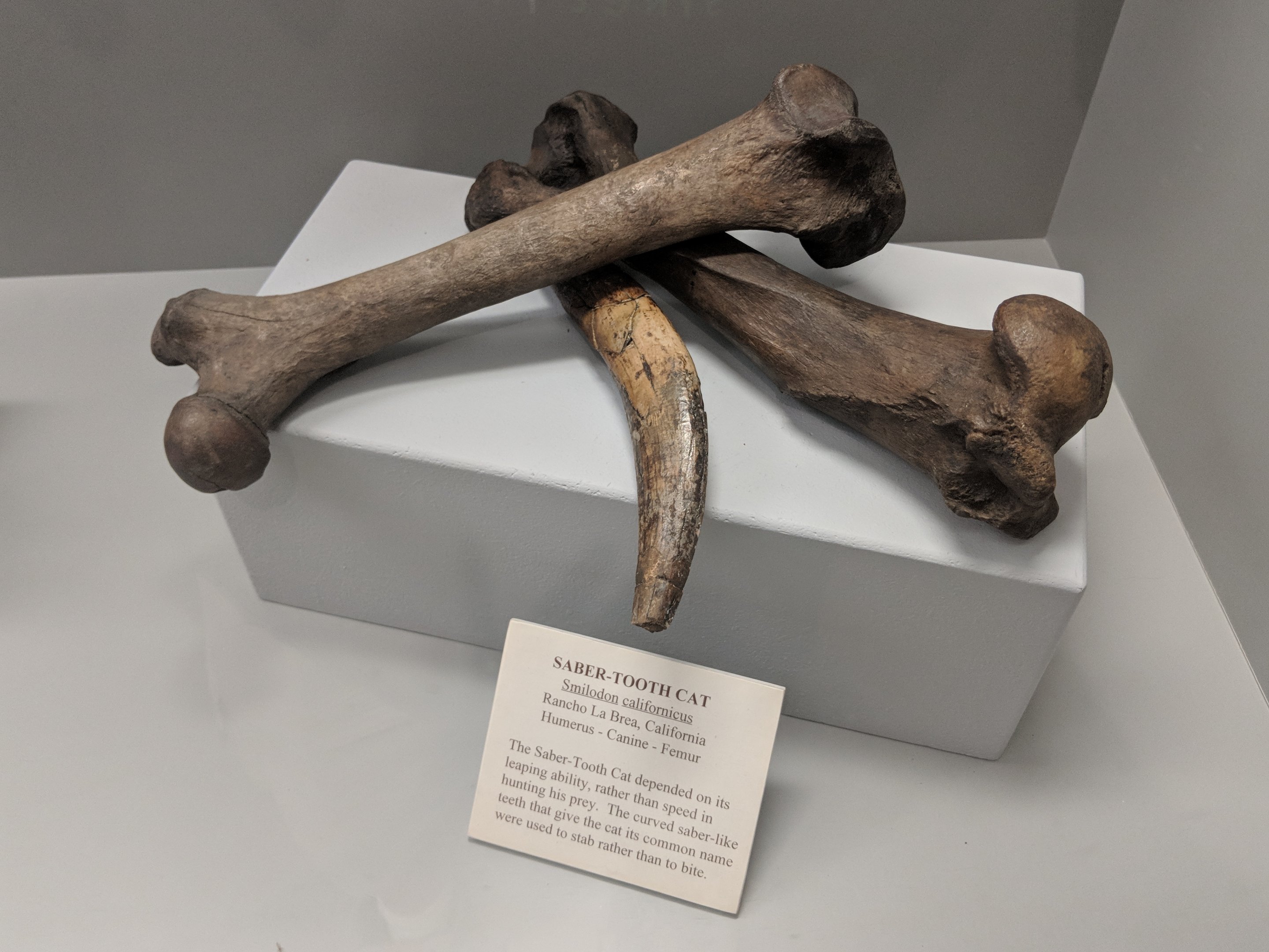 Smilodon californicus humerus, canine, and femur