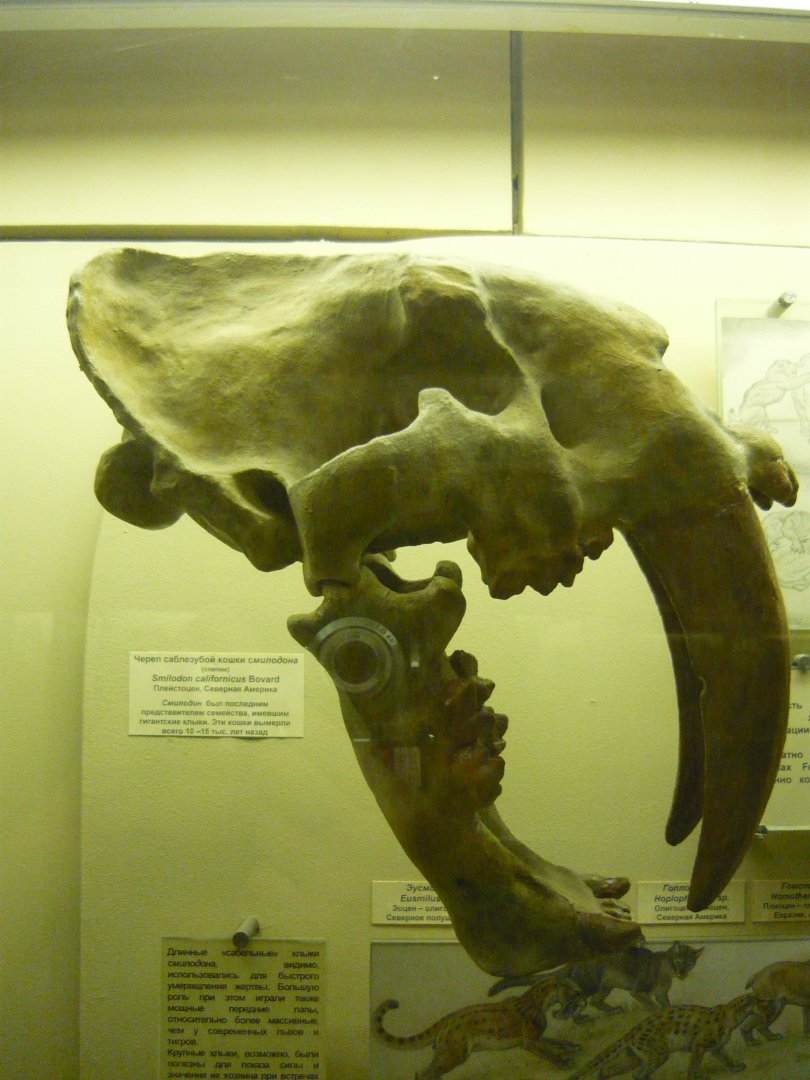 Smilodon californicus skull (cast)