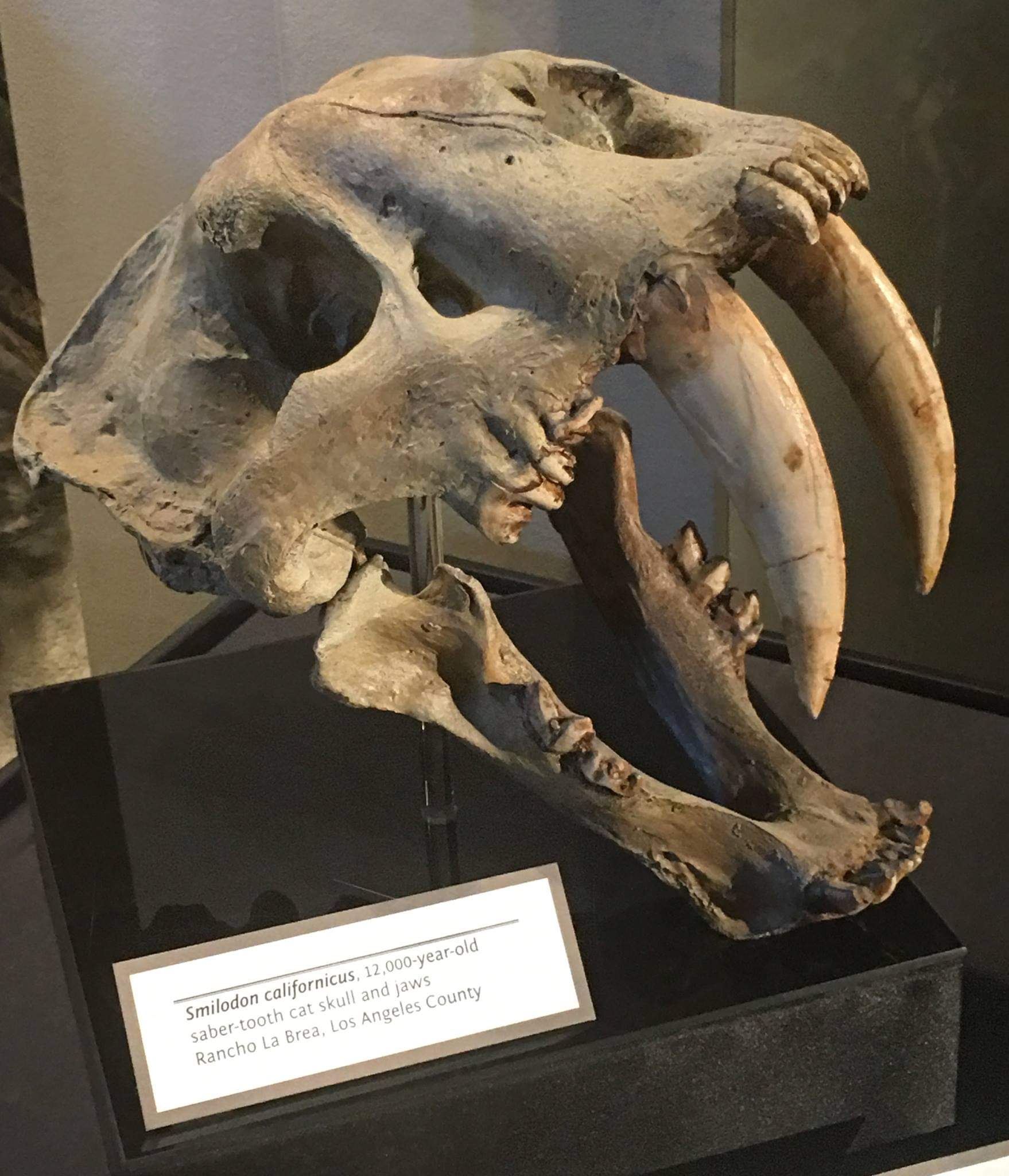 Smilodon californicus skull