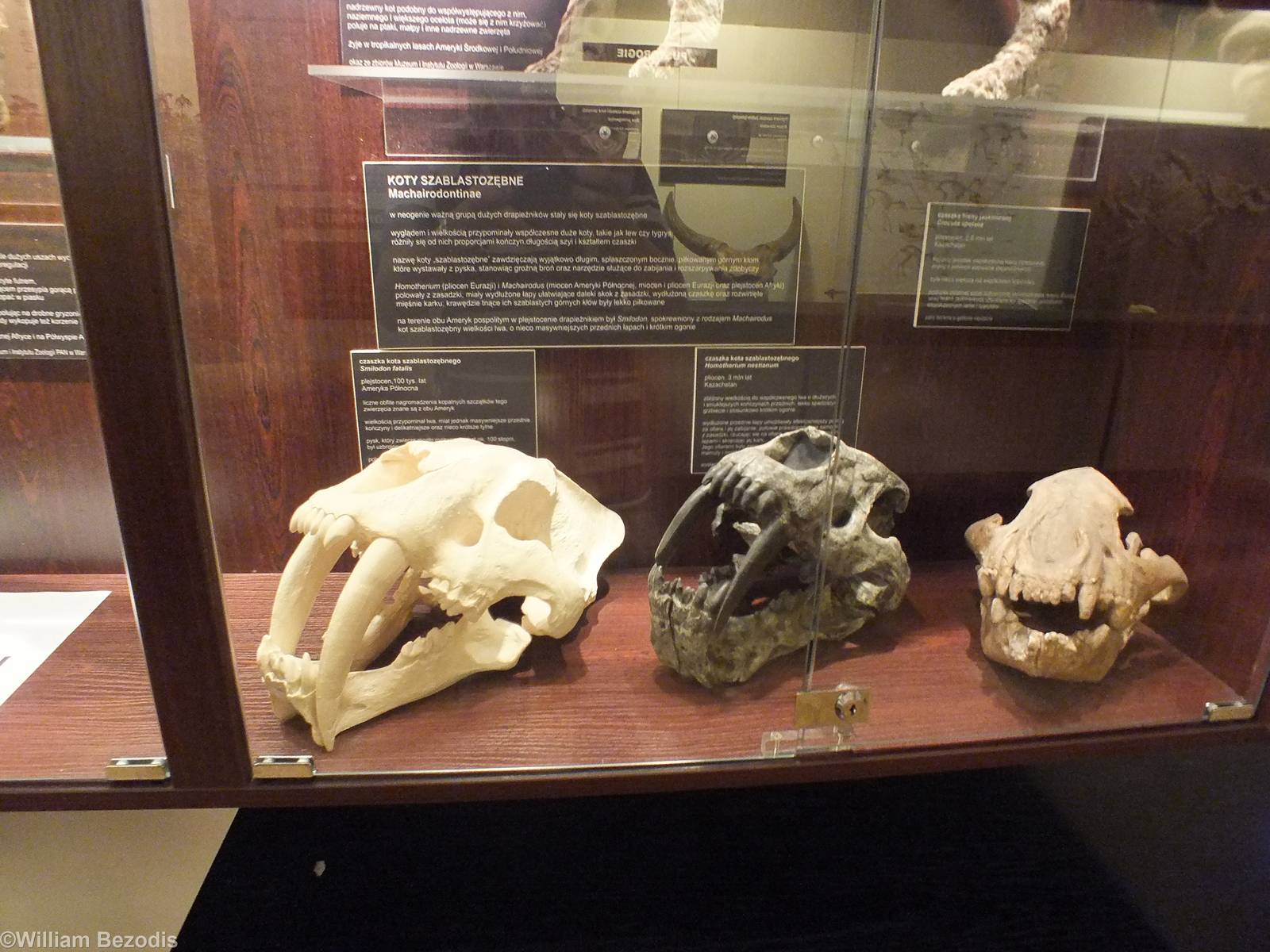 Smilodon fatalis and Homotherium nestianum - Warsaw Museum of Evolution