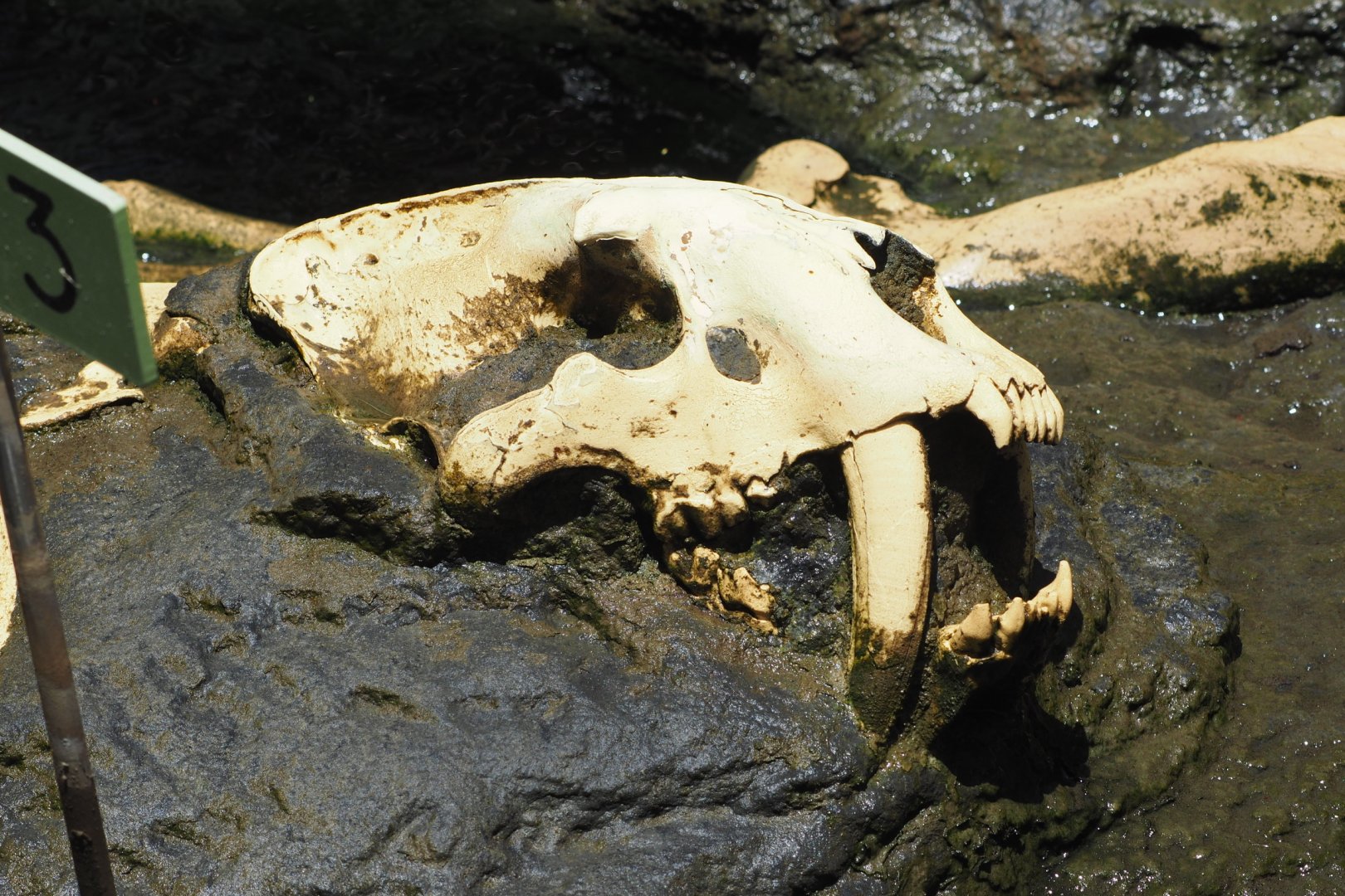 Smilodon fatalis skull replica