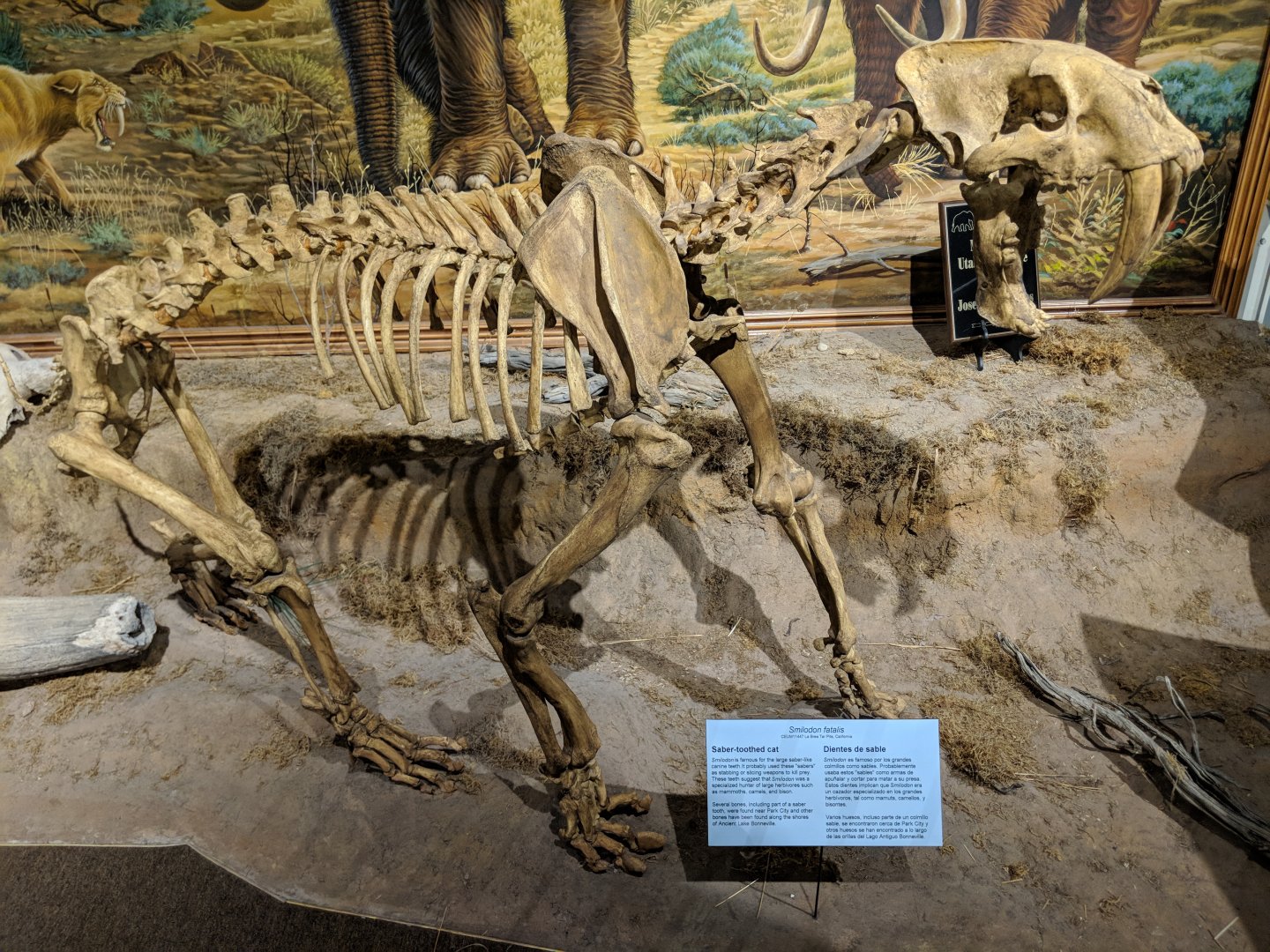 Smilodon fatalis