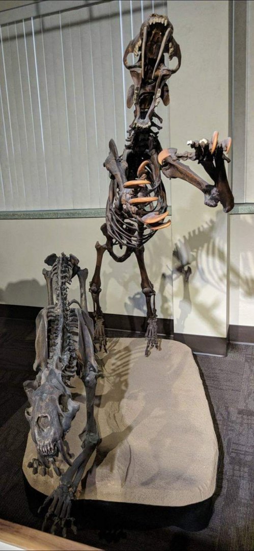 Smilodon fatalis