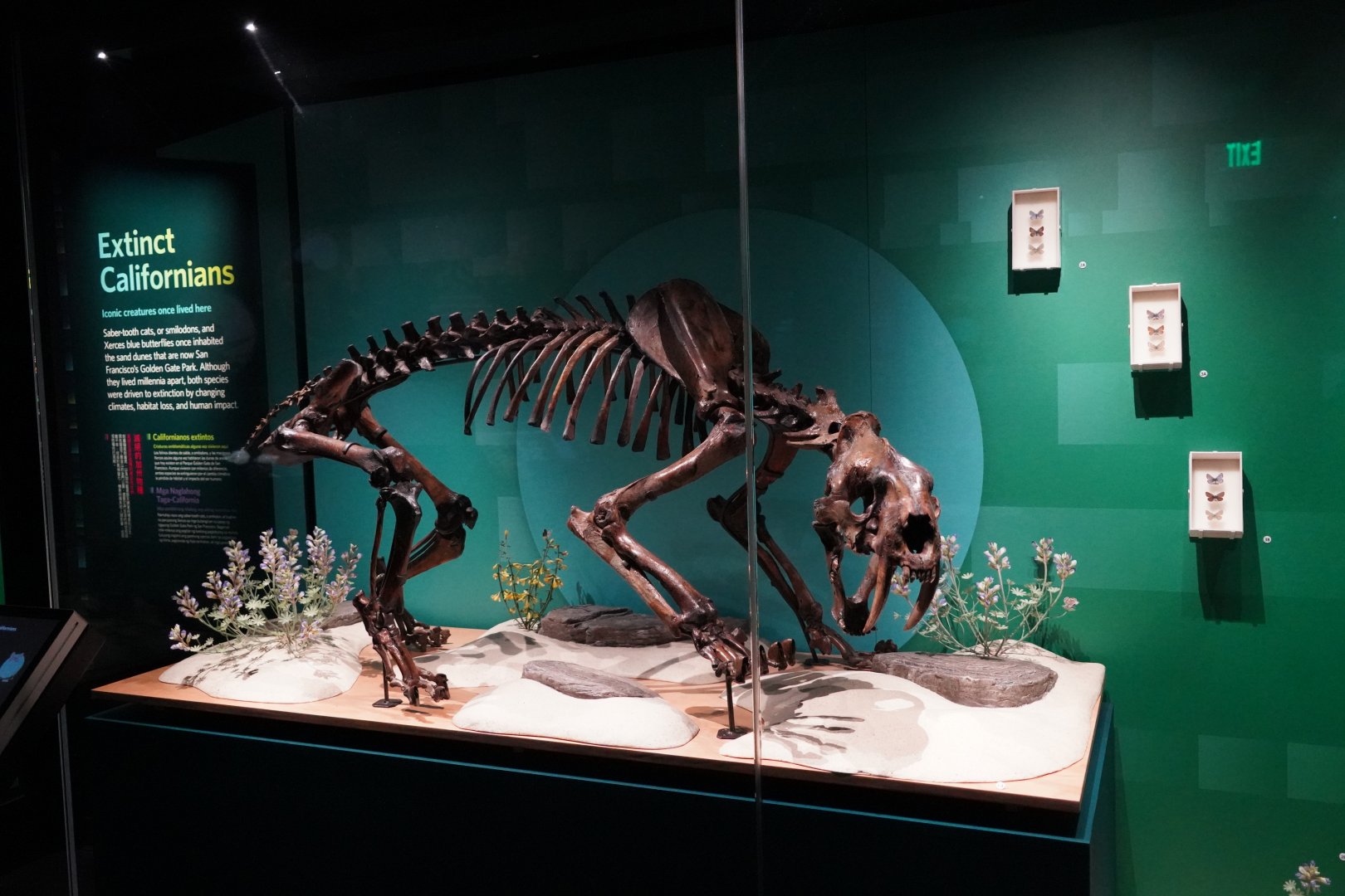 Smilodon fatalis