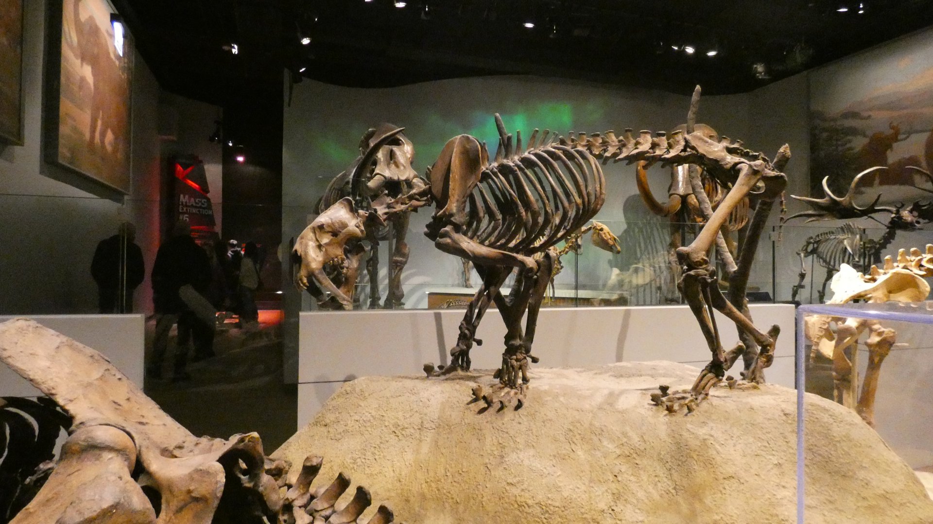 Smilodon, Mammals of the Ice Age, Evolving Planet - Feb. 2022