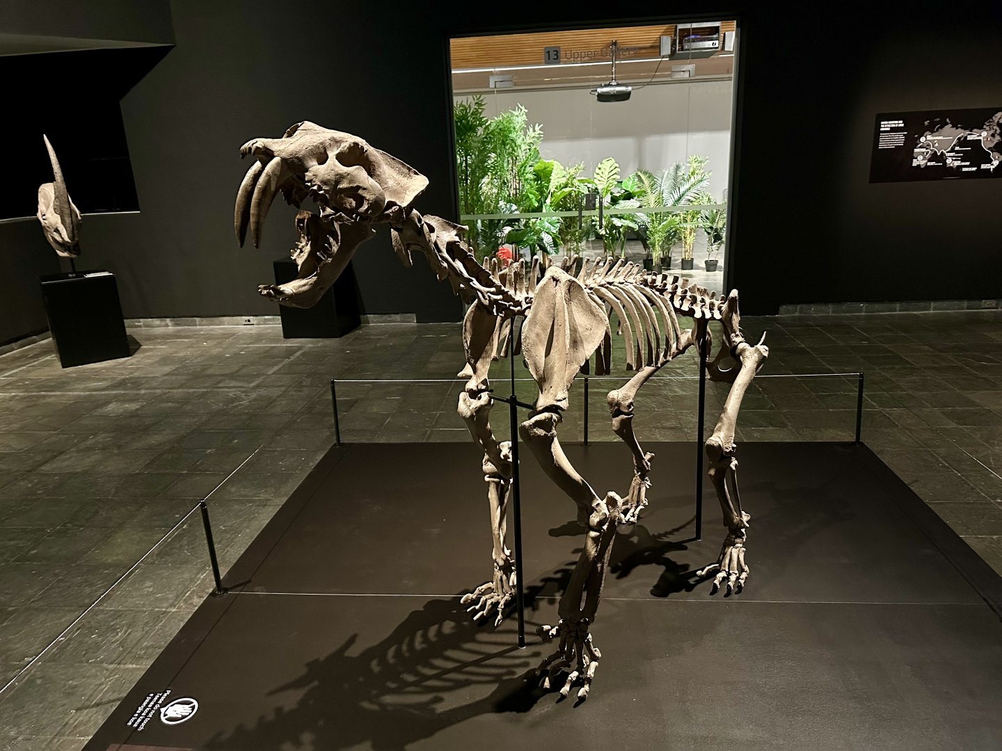 Smilodon populator (skeleton)