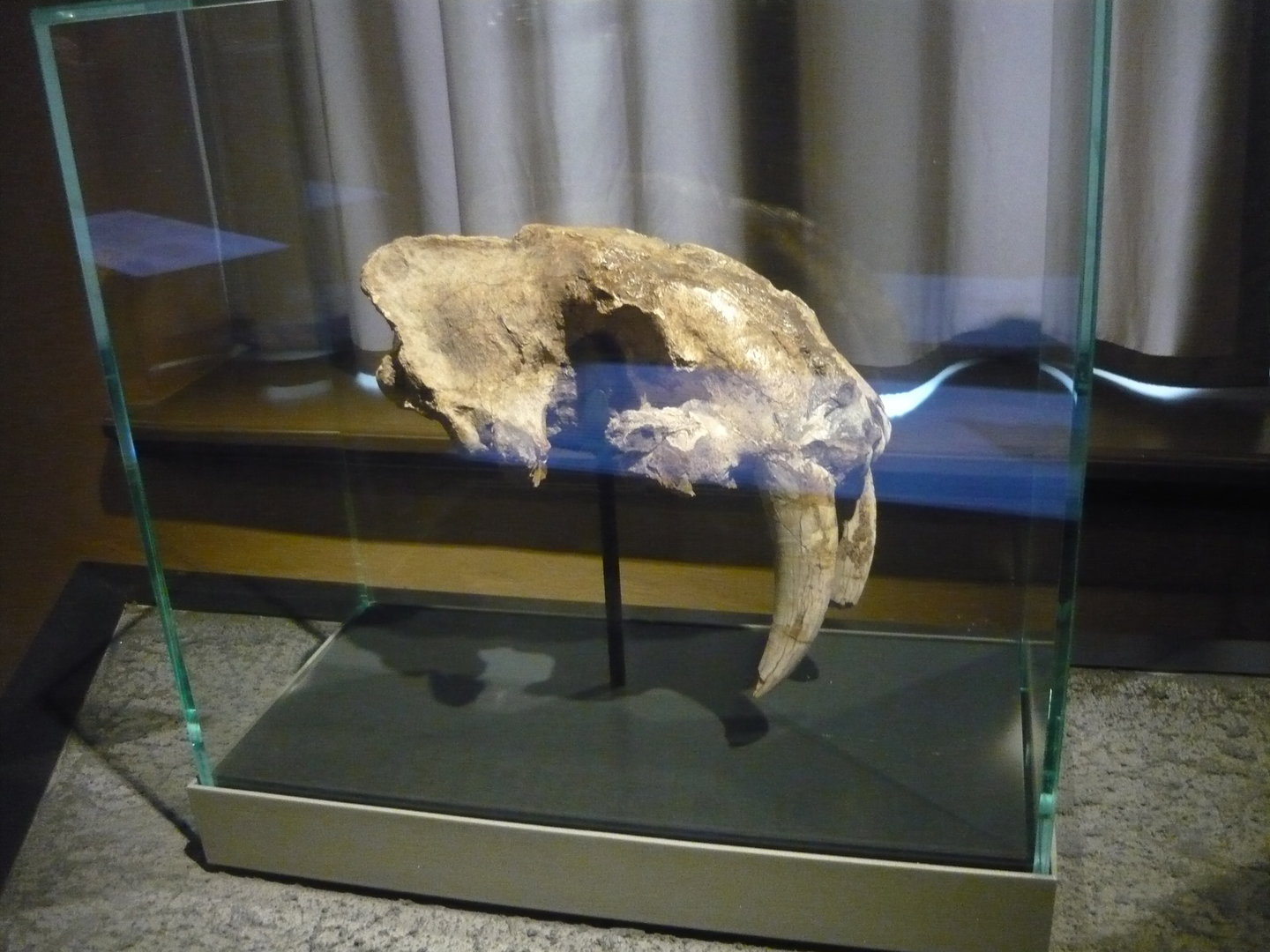 Smilodon populator skull