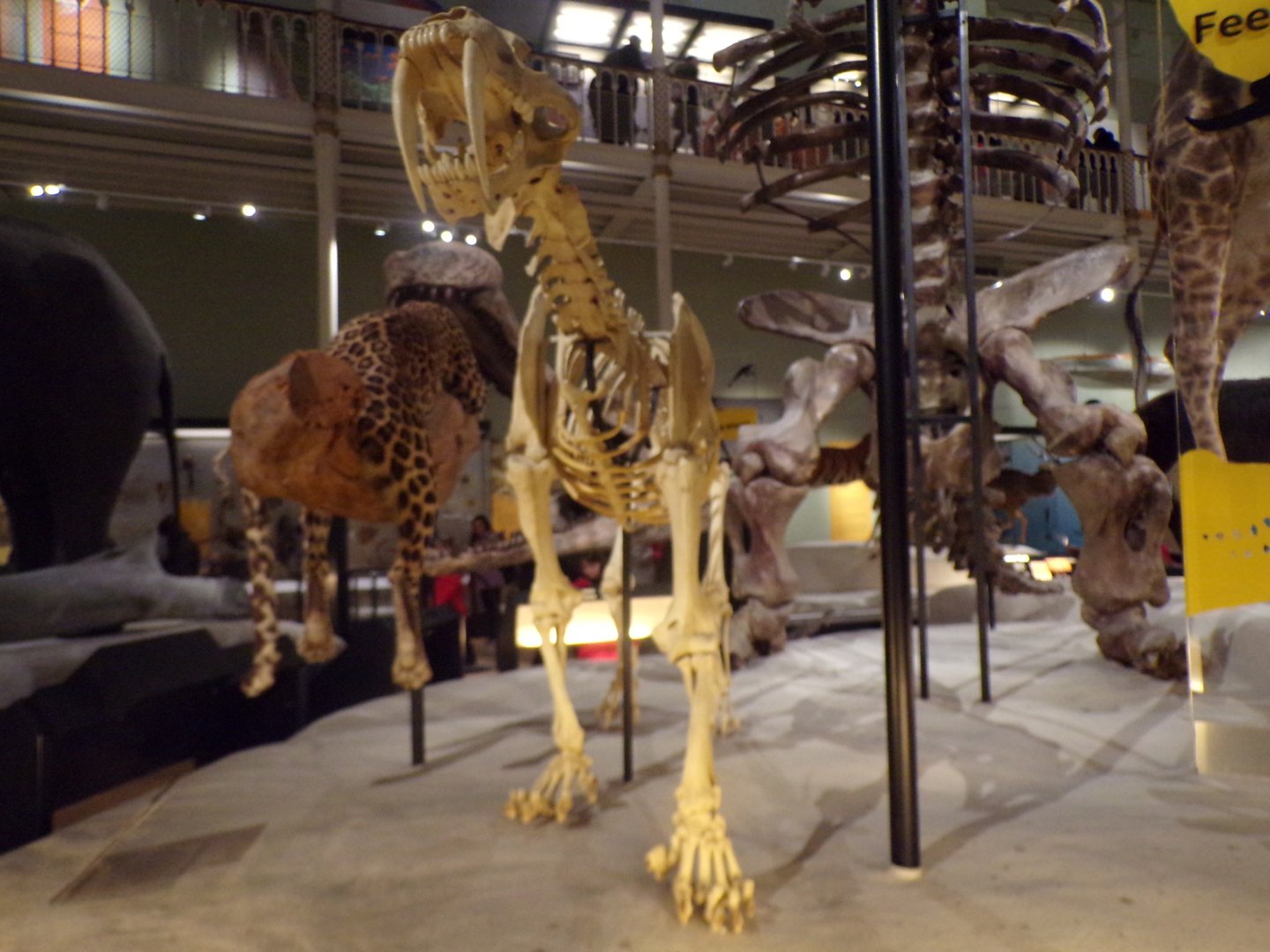 Smilodon skeleton 30.12.22