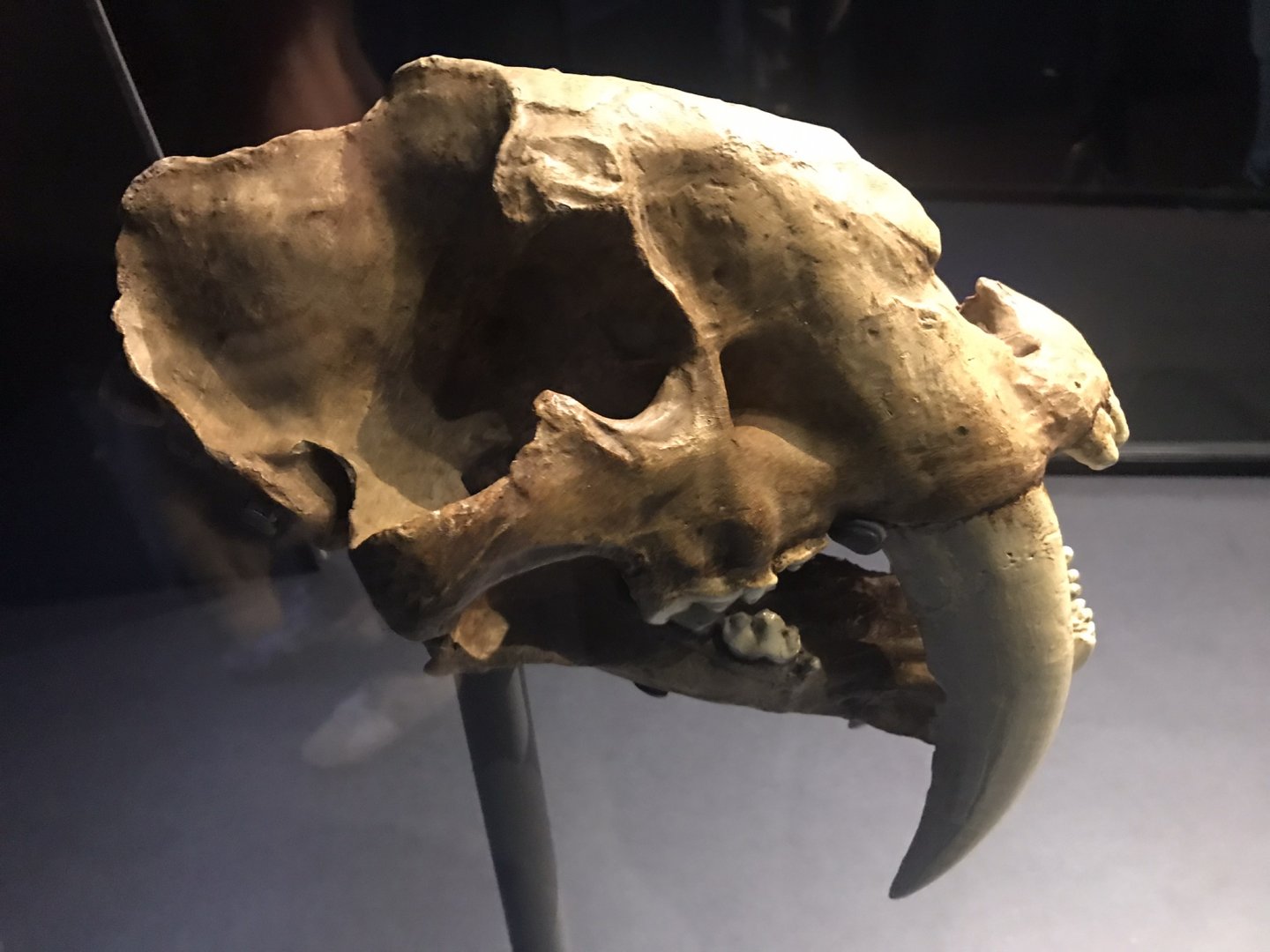 Smilodon skull