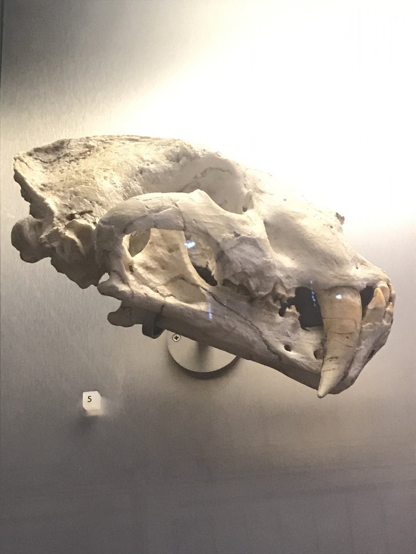 Smilodon skull