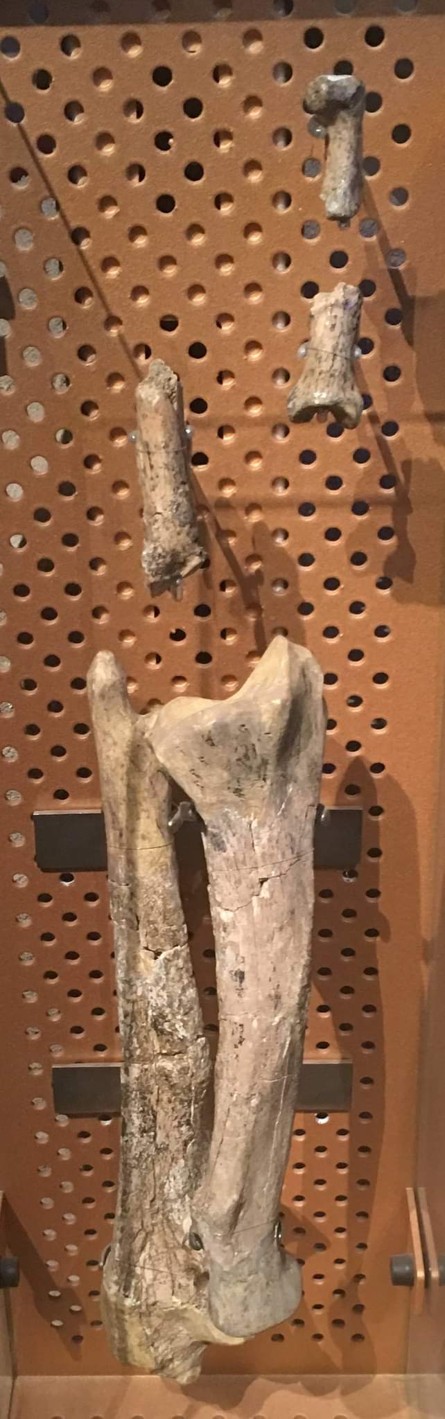 Smilodon sp. (forelimb and foot bones)