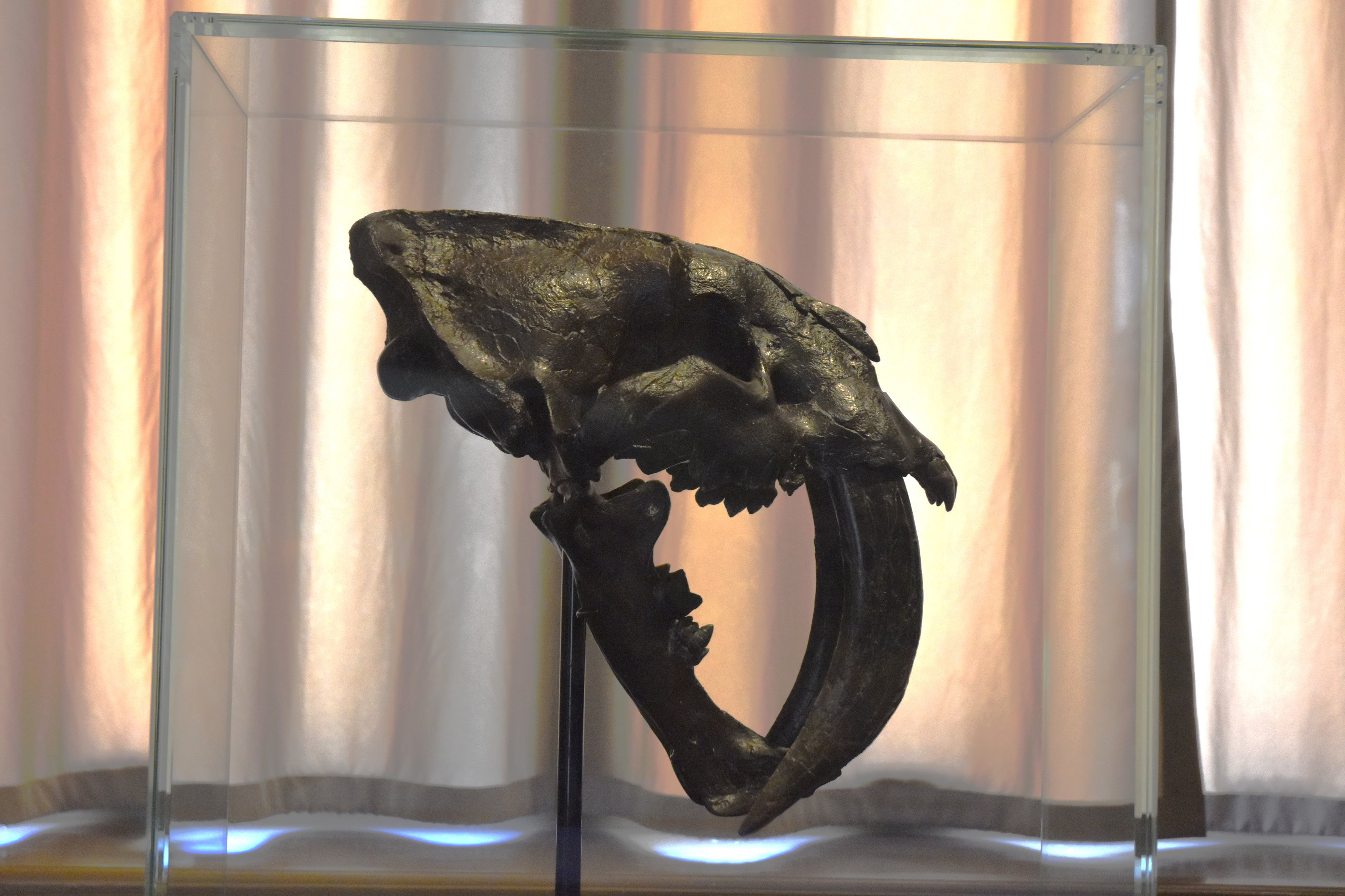 Smilodon Specimen (Skull), Museum für Naturkunde, Berlin, 7th June 2023