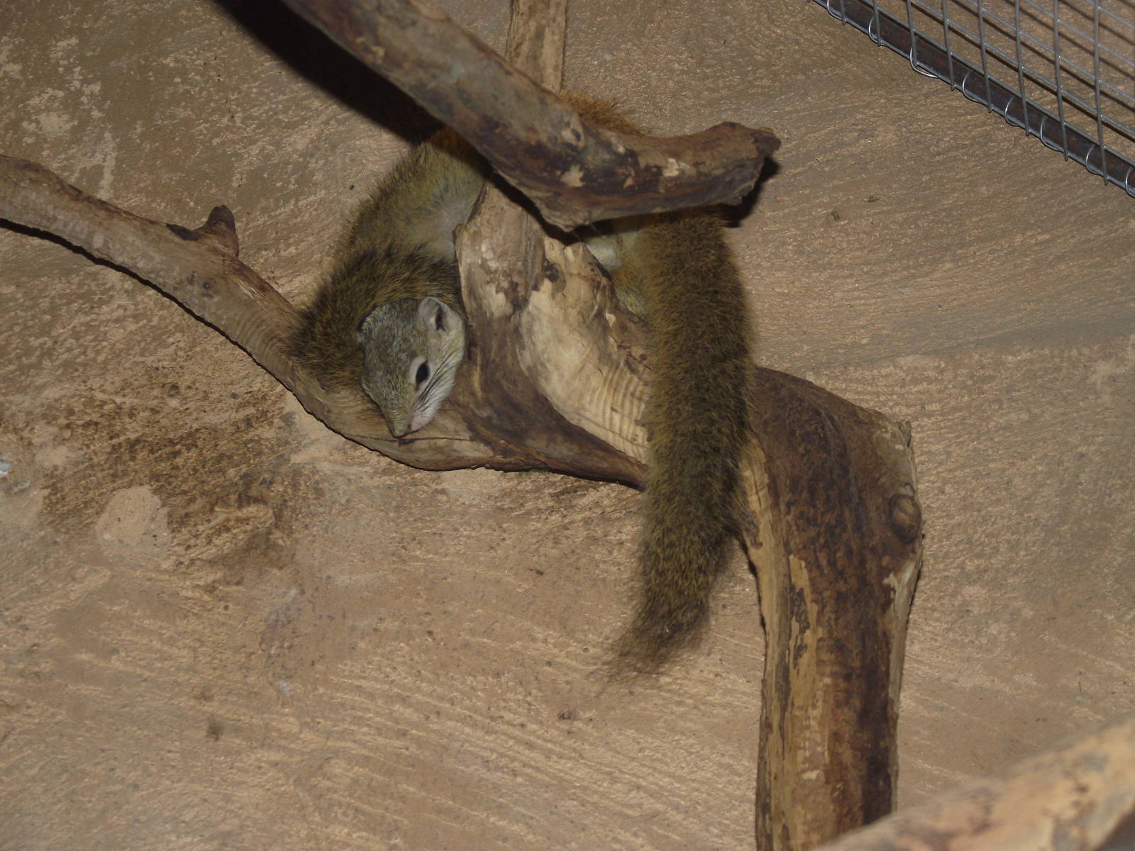 smiths bush squirrel 140911