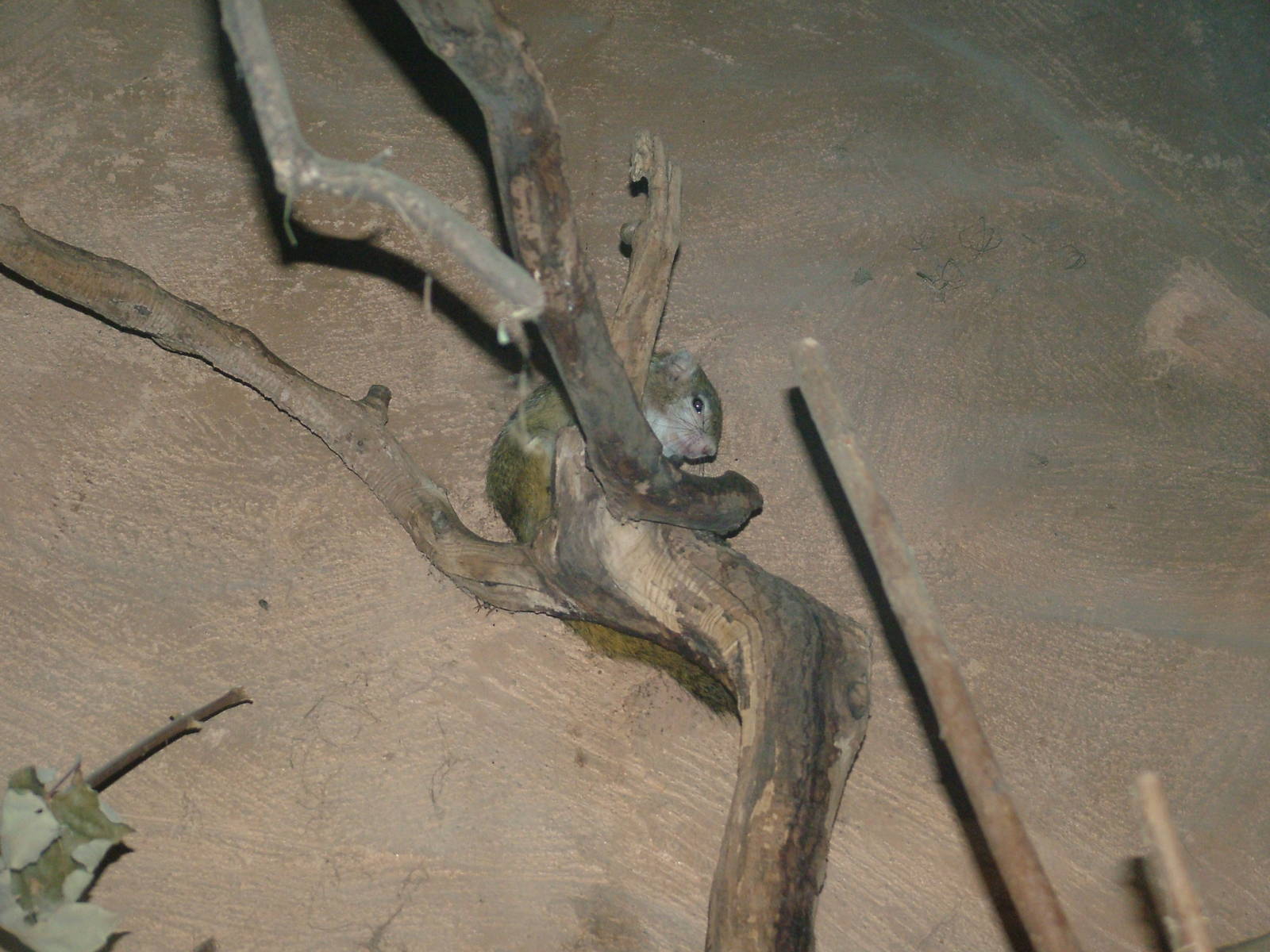 Smith's Bush Squirrel at Prague, 24/05/10