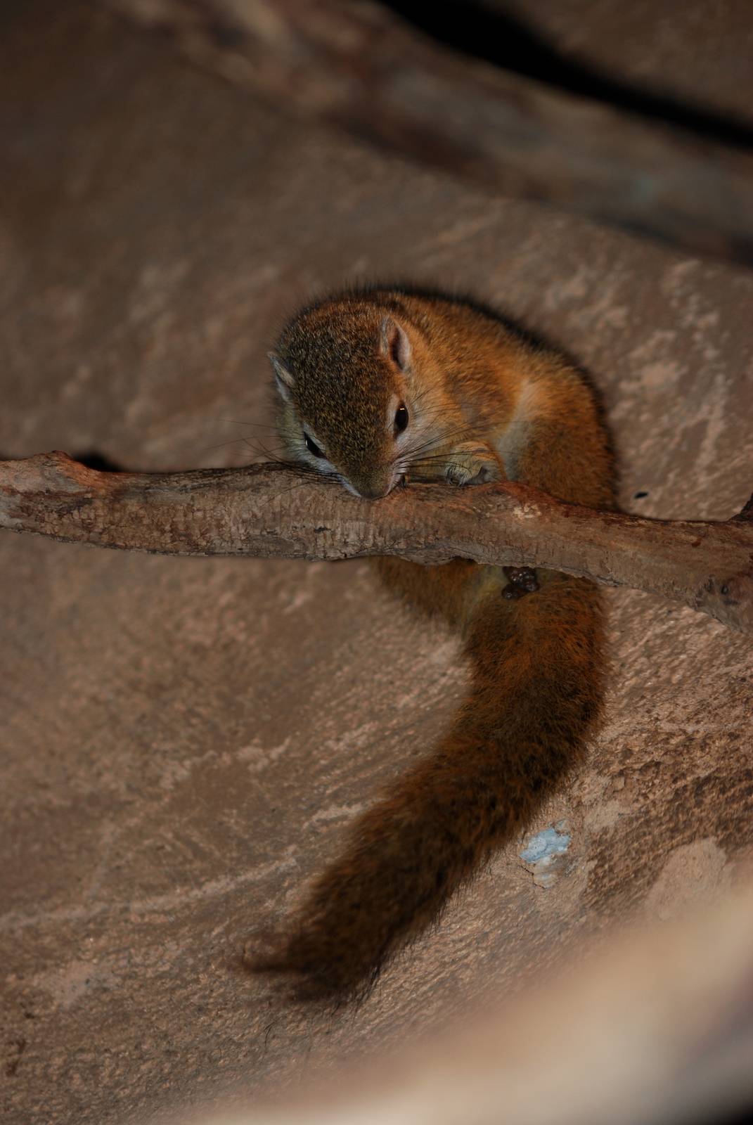 Smith's Bush Squirrel at Prague, 25/08/12