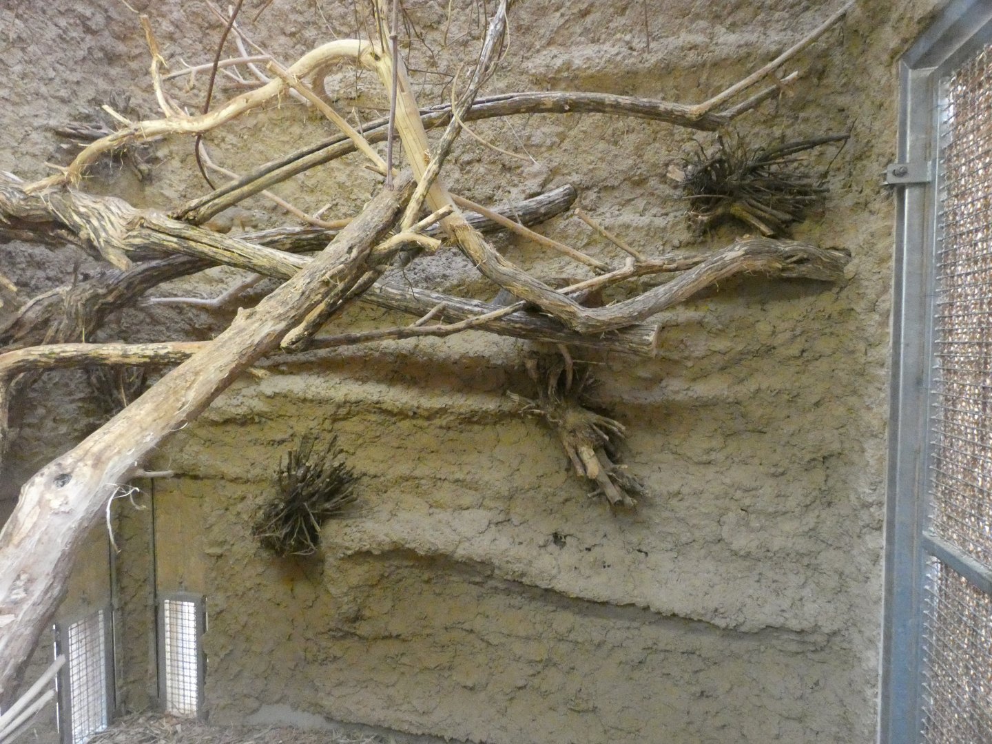 Smith's Bush Squirrel enclosure