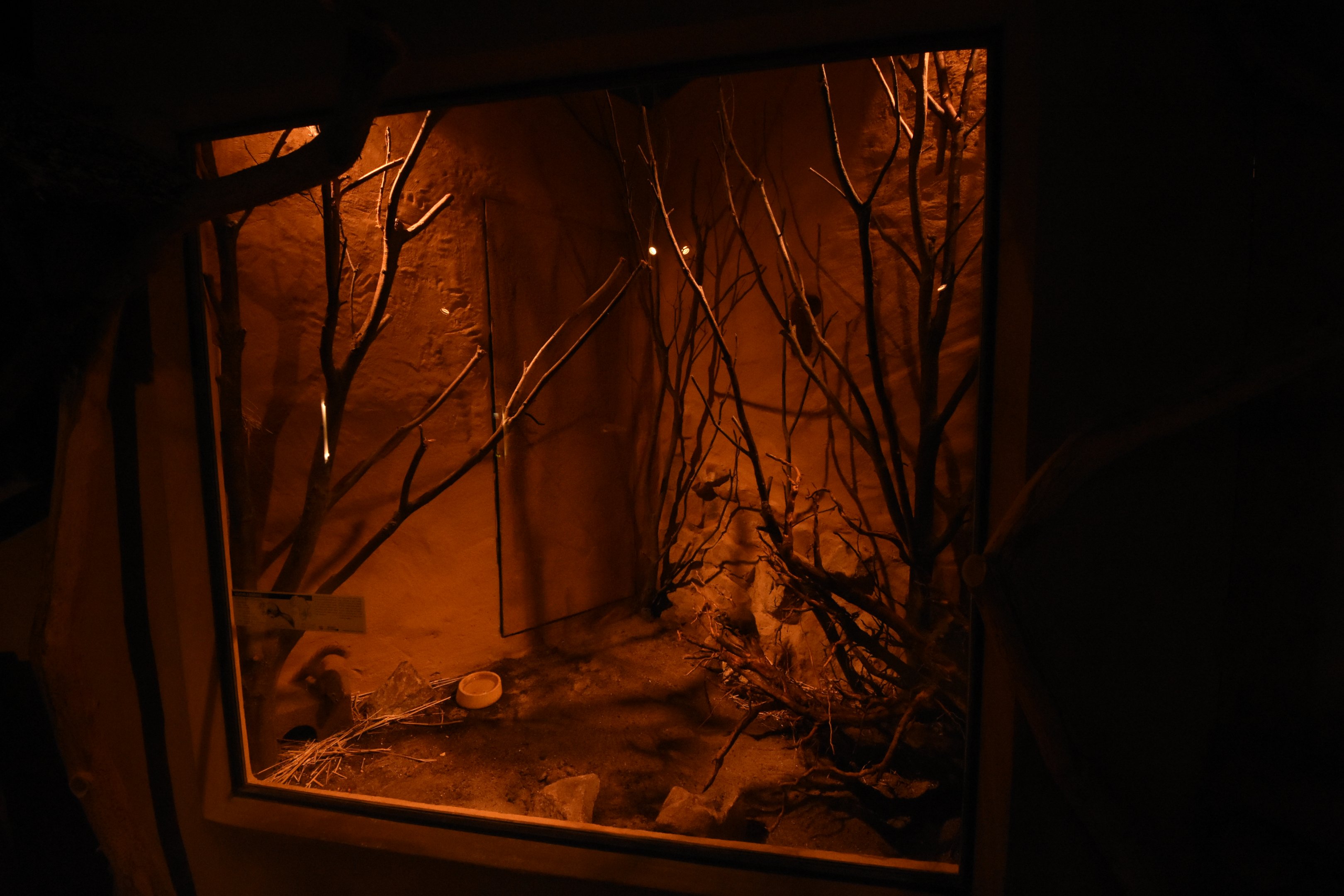 Smith's bush squirrel enclosure