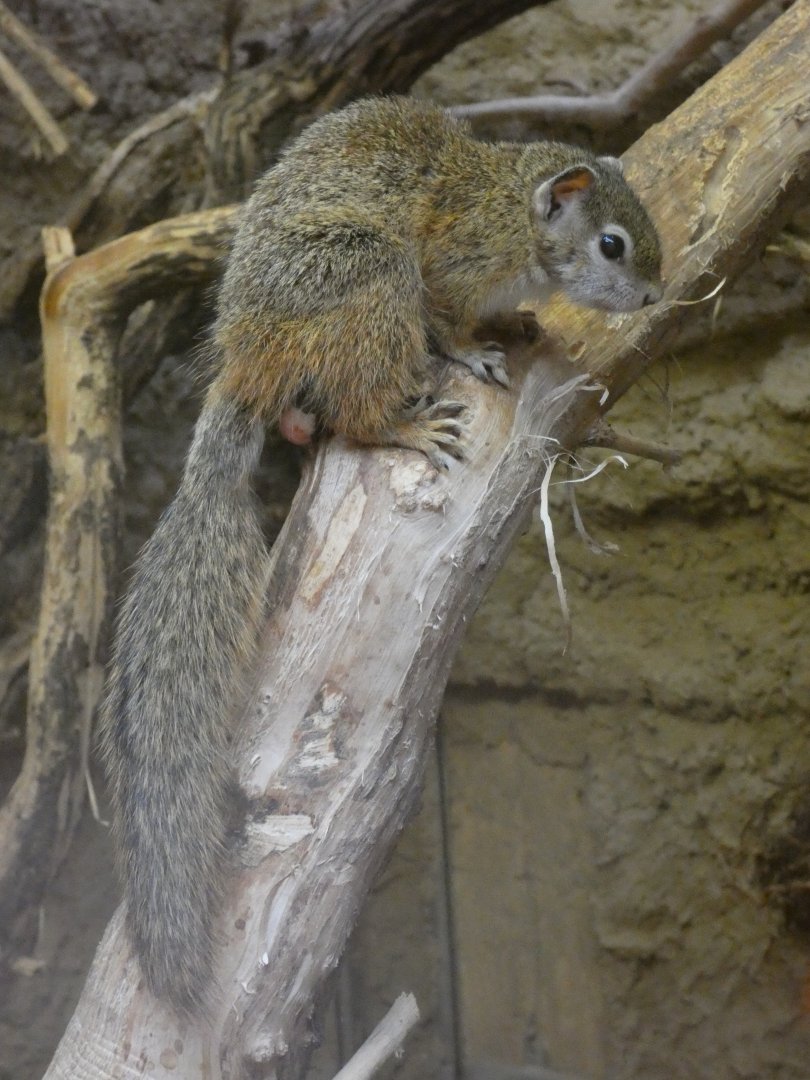 Smith's Bush Squirrel in Elephant house