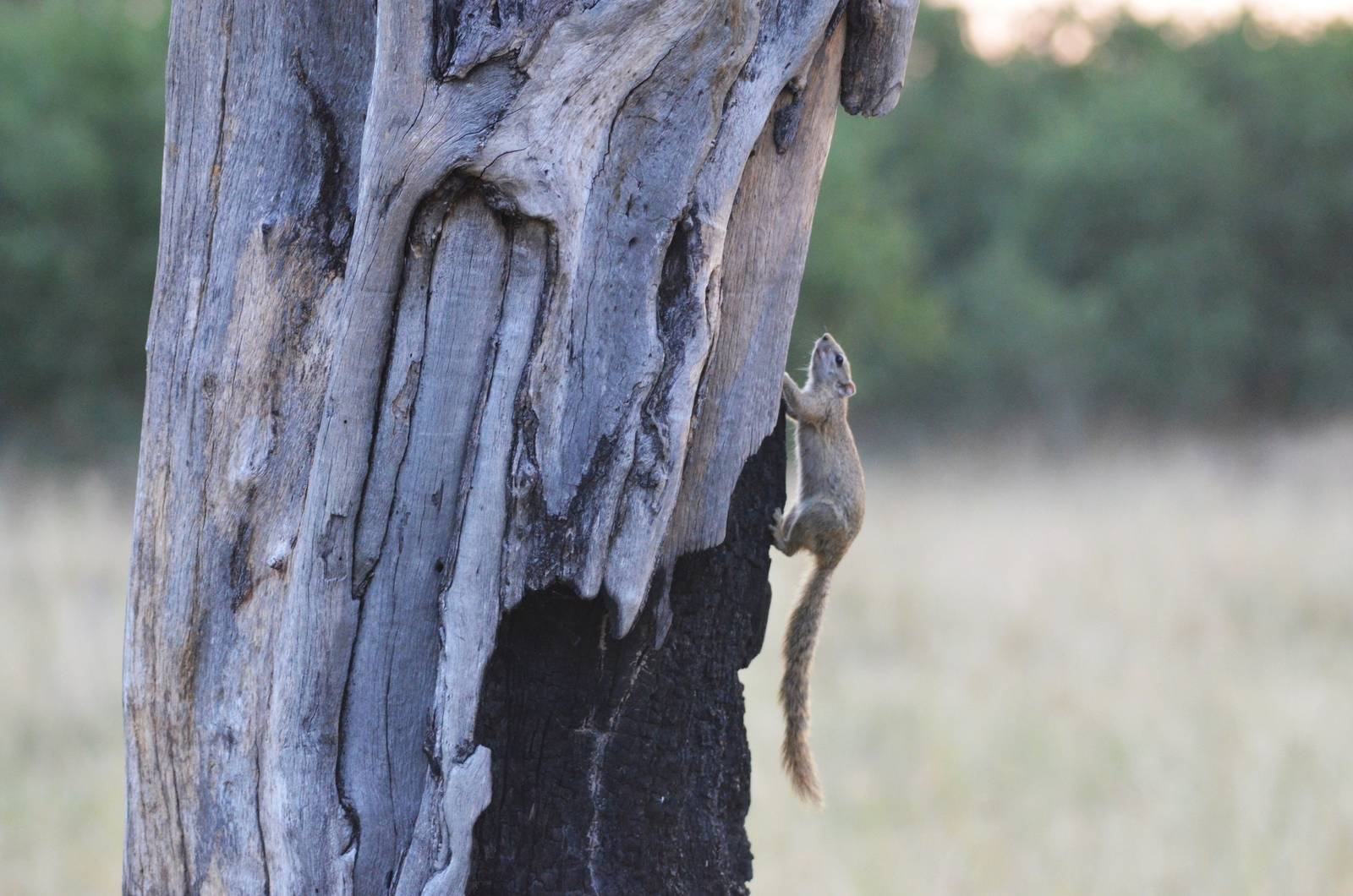 Smith's Bush Squirrel, Khwai Community Area, Botswana, 24/04/16