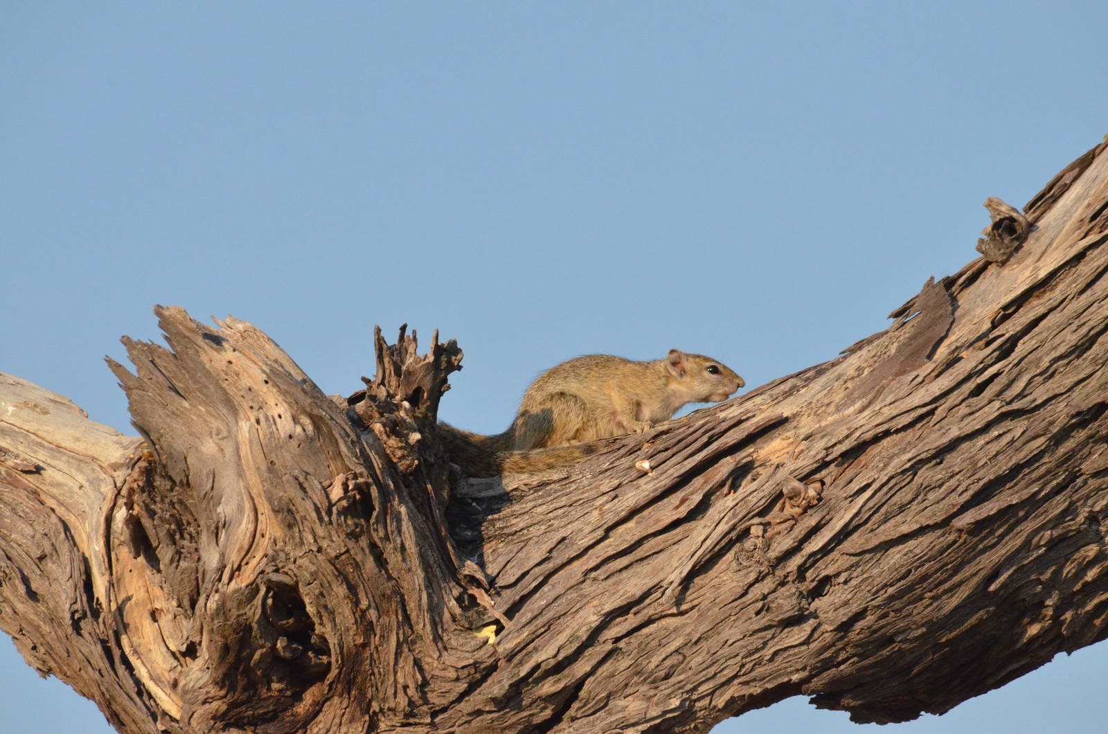 Smith's Bush Squirrel, Moremi Game Reserve, Botswana, 26/04/16