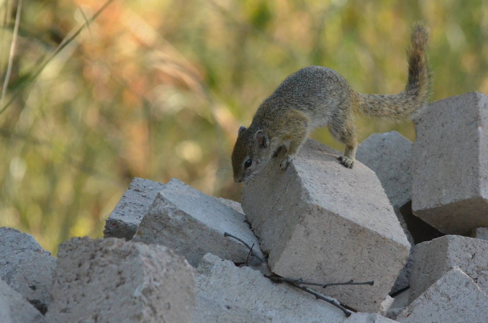 Smith's Bush Squirrel, Moremi Game Reserve, Botswana, 30/04/16