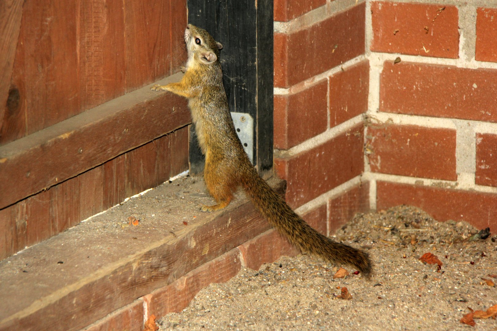 Smith's bush squirrel (Paraxerus cepapi)