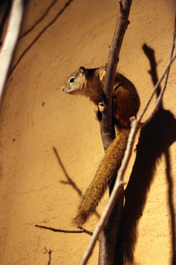 Smith's bush squirrel (Paraxerus cepapi)