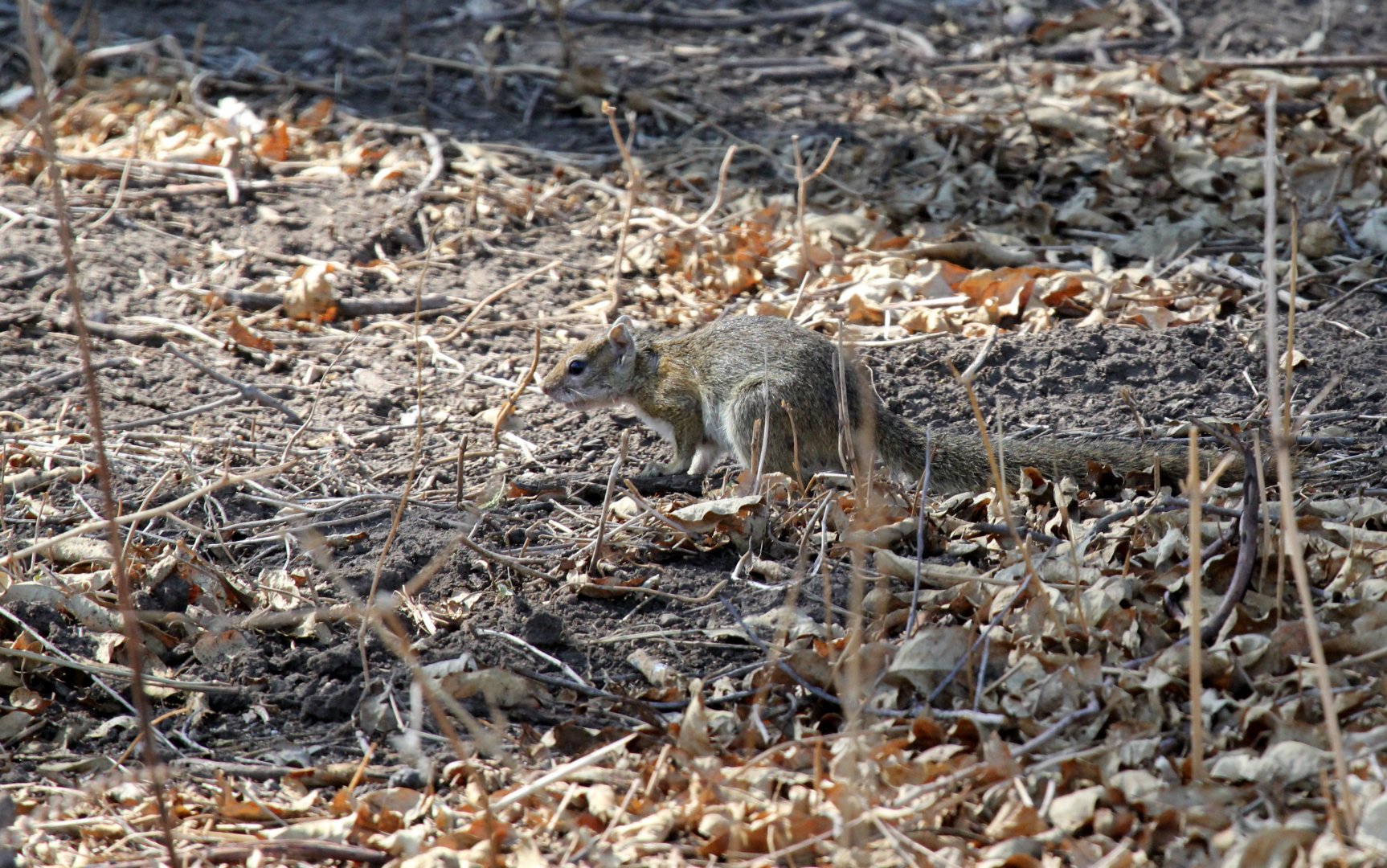 Smith's Bush Squirrel (Paraxerus cepapi)