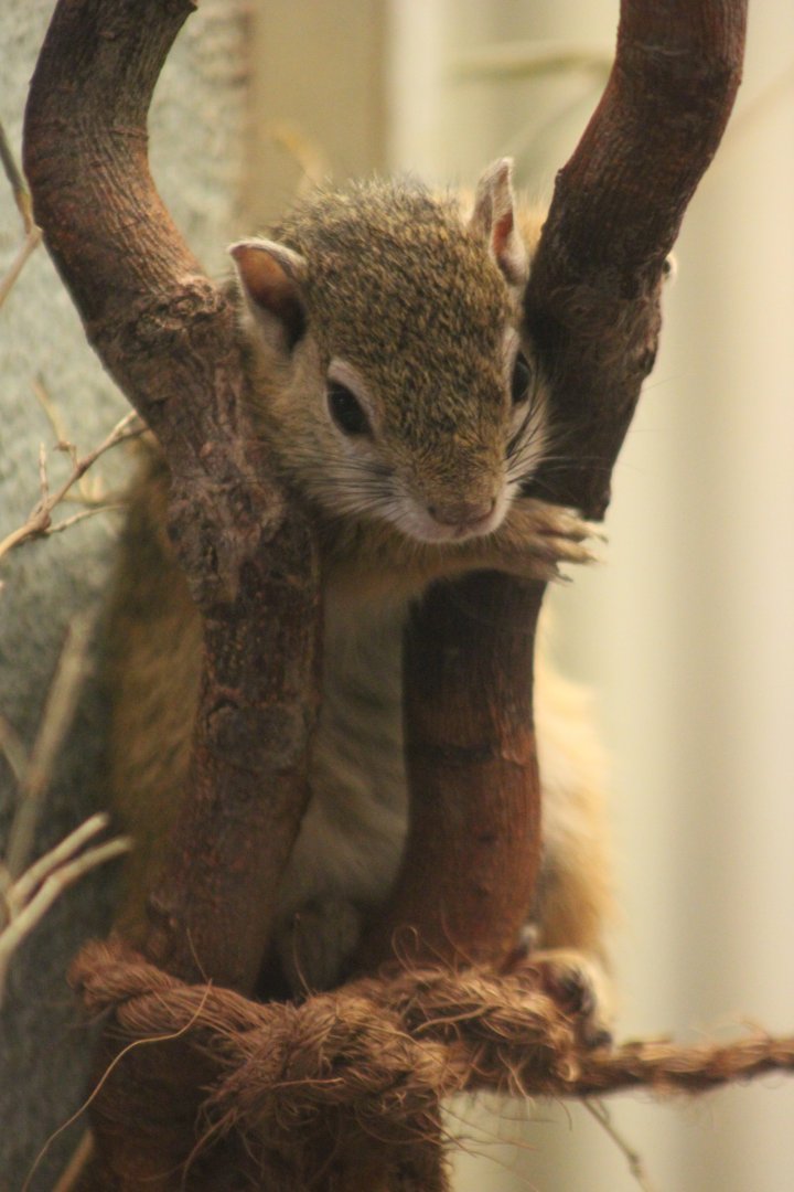 Smith's bush squirrel (Paraxerus cepapi)