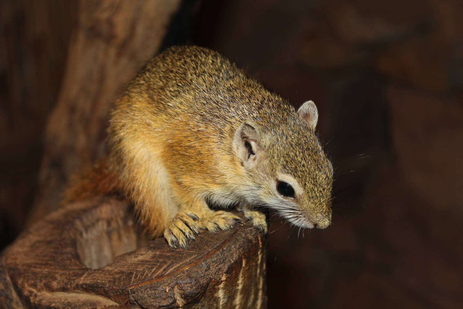 Smith's Bush Squirrel - Prague Zoo, July 2013