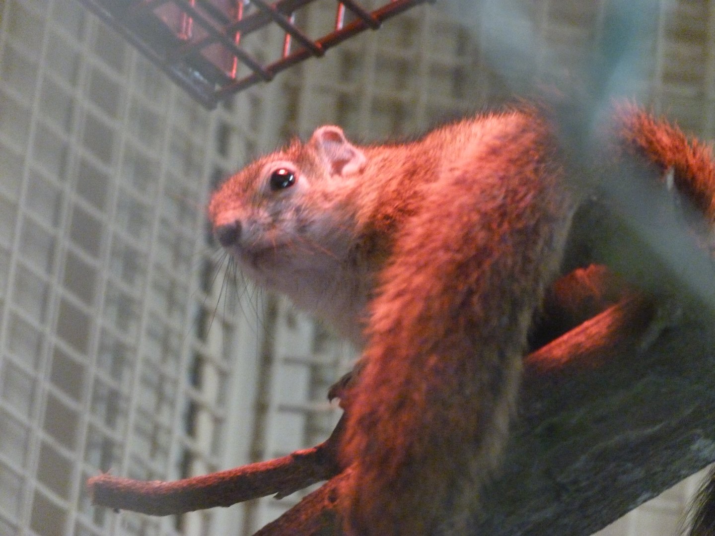 Smith's bush squirrel -Zoo Plzeň (2025)