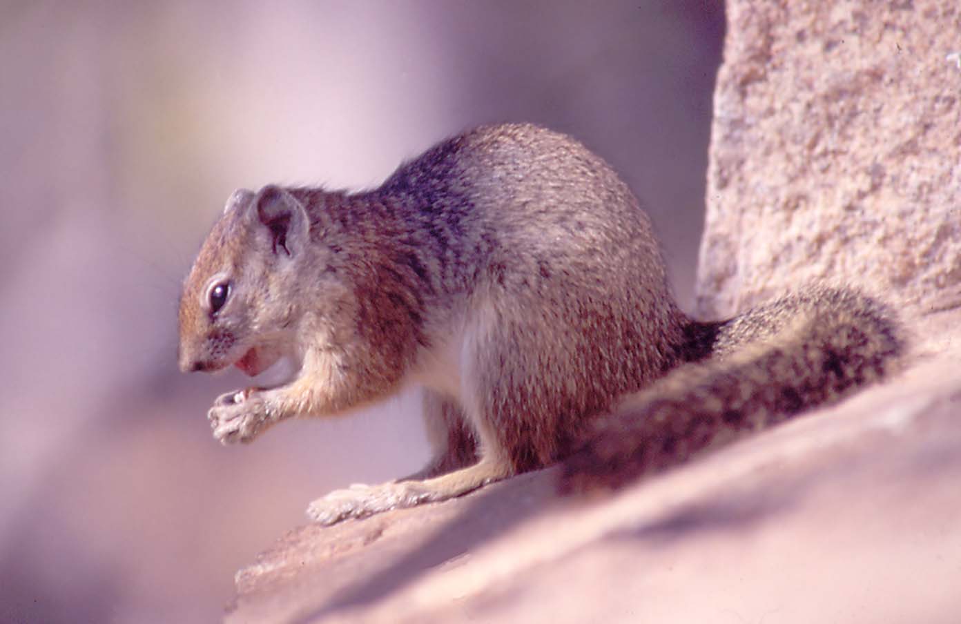 Smiths Bush Squirrel
