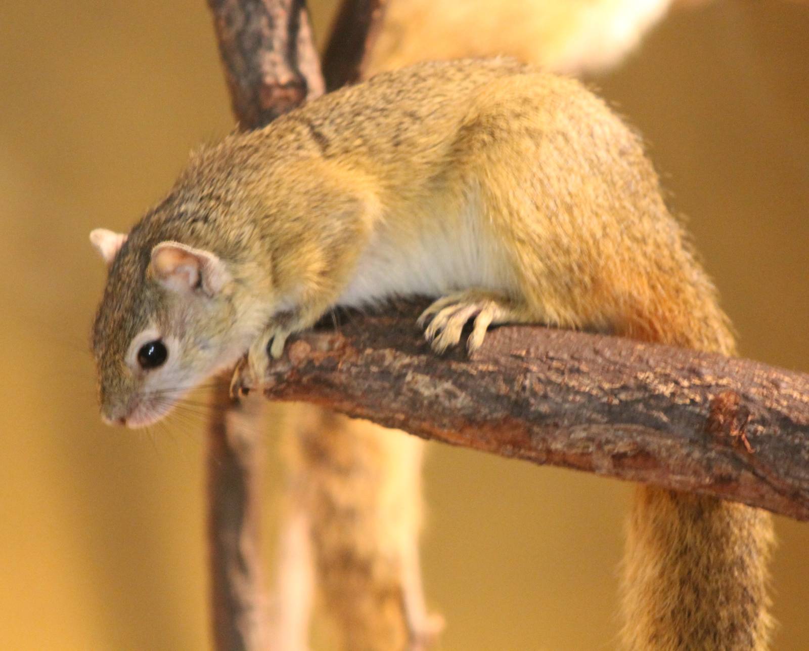 Smith's bush squirrel