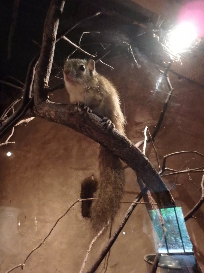 Smith's bush squirrel