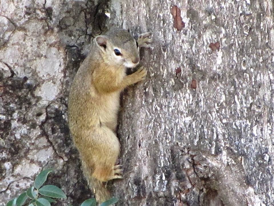 Smith's Bush Squirrel