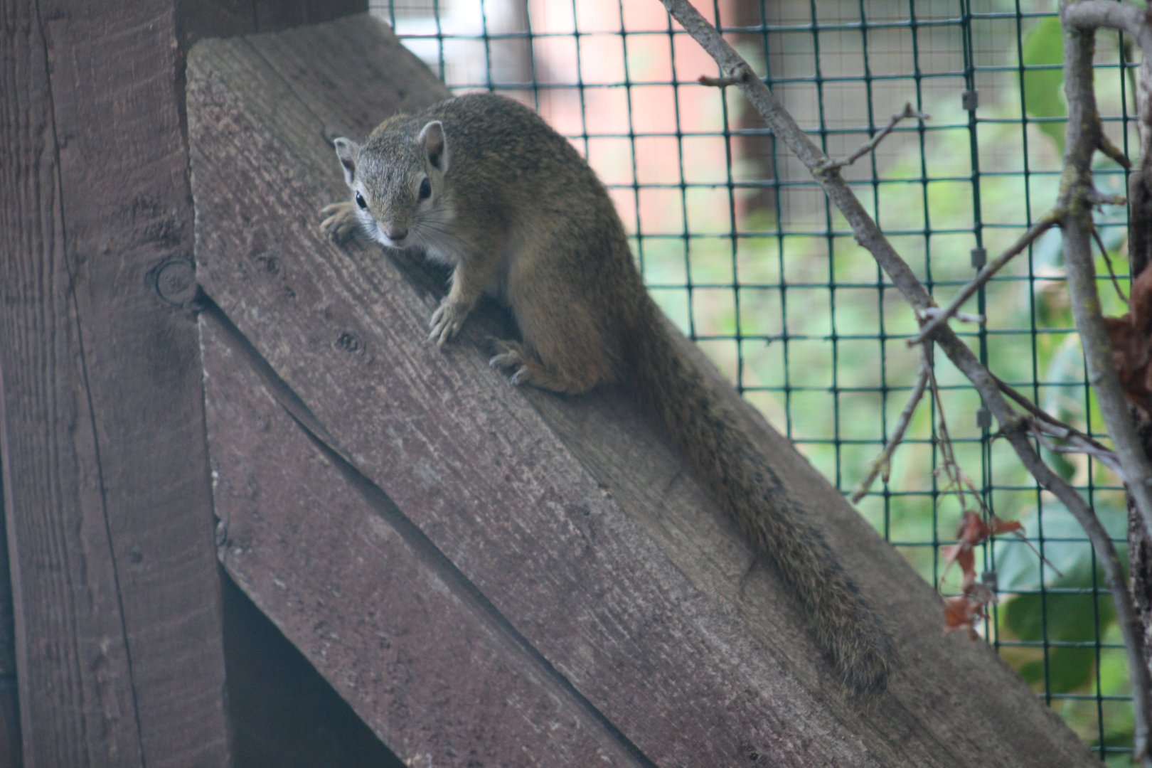 Smith's Bush Squirrel