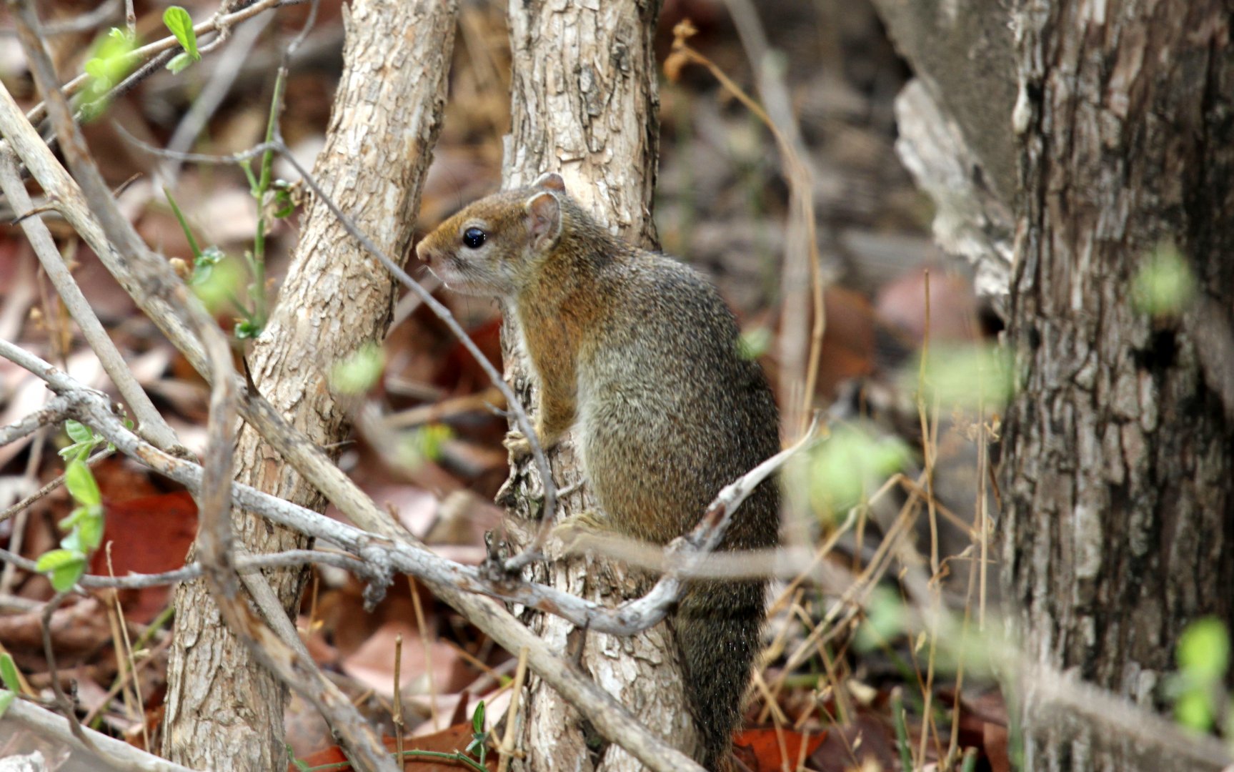 Smith's Bush Squirrel