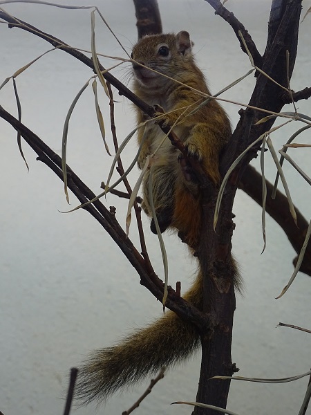 Smith's bush squirrel