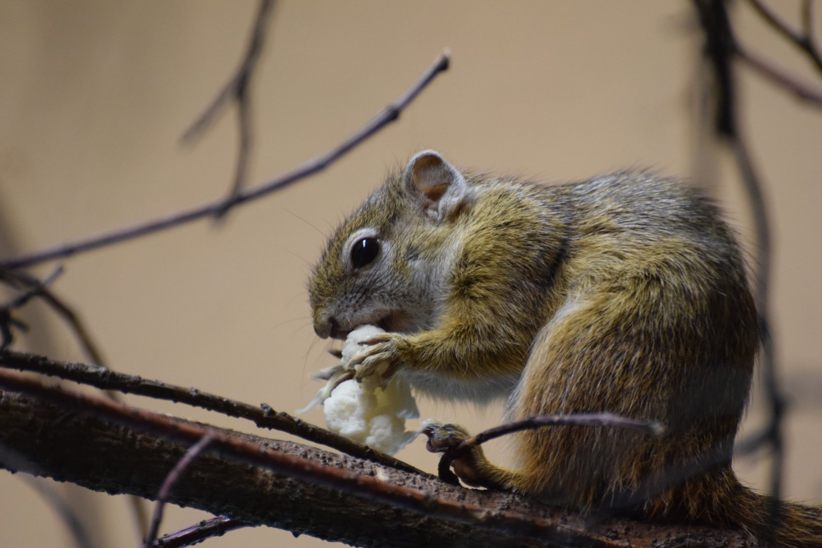 Smith's bush squirrel