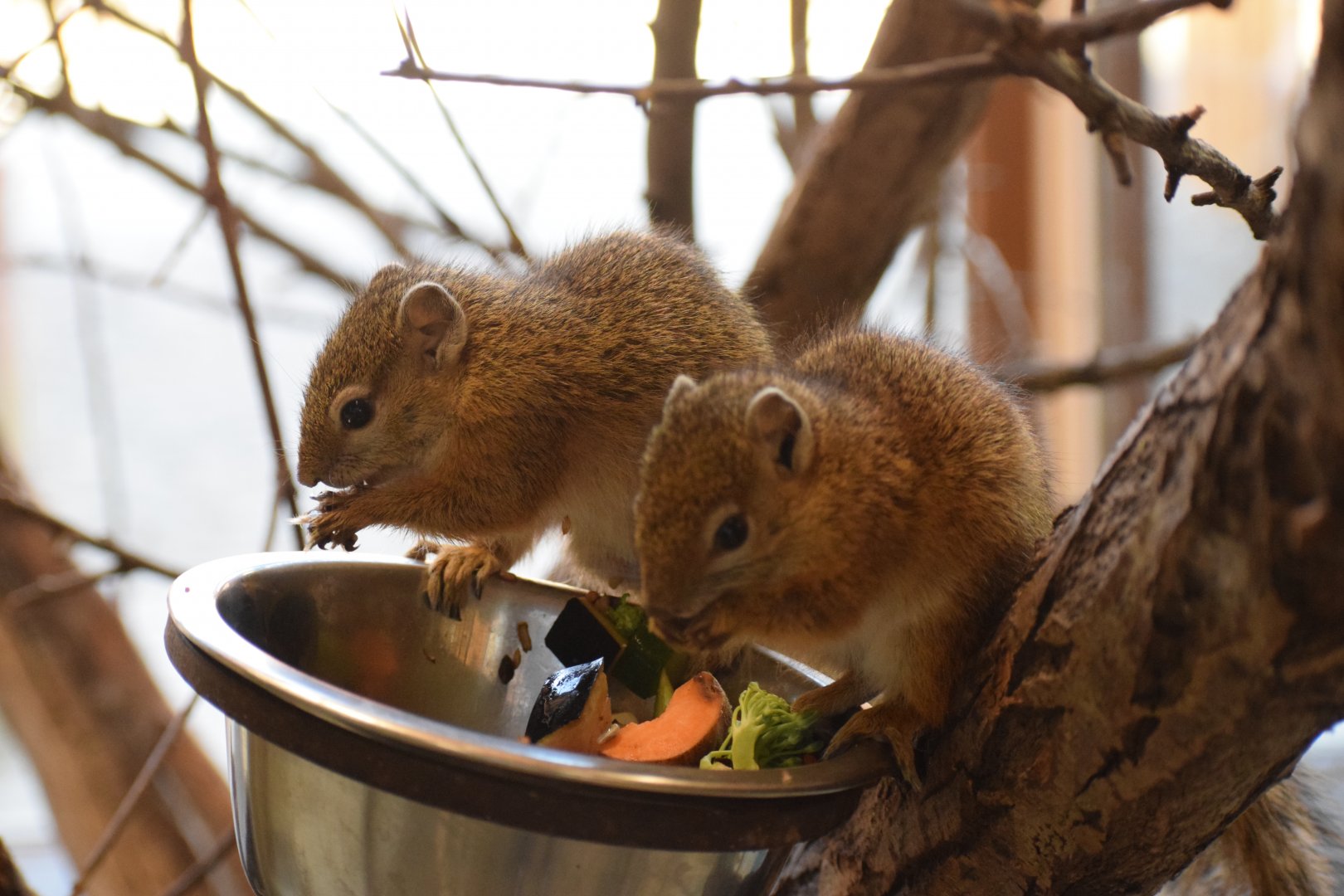 Smith's bush squirrel